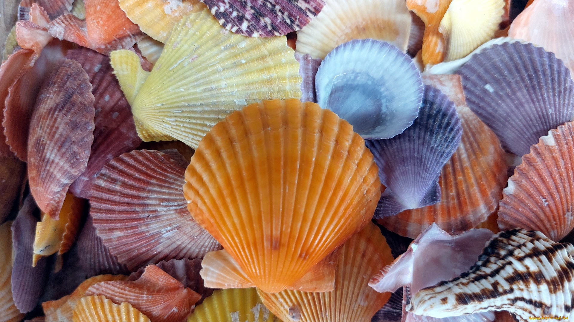 разное, ракушки, , кораллы, , декоративные, и, spa-камни, разноцветные