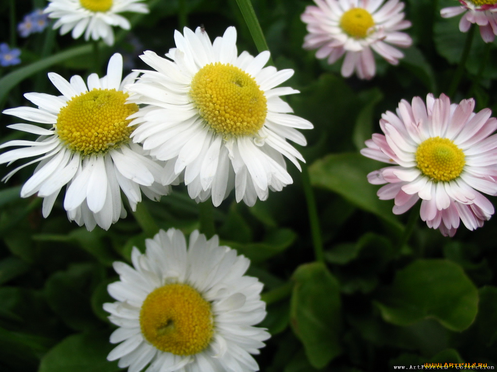 рамашки, цветы, маргаритки