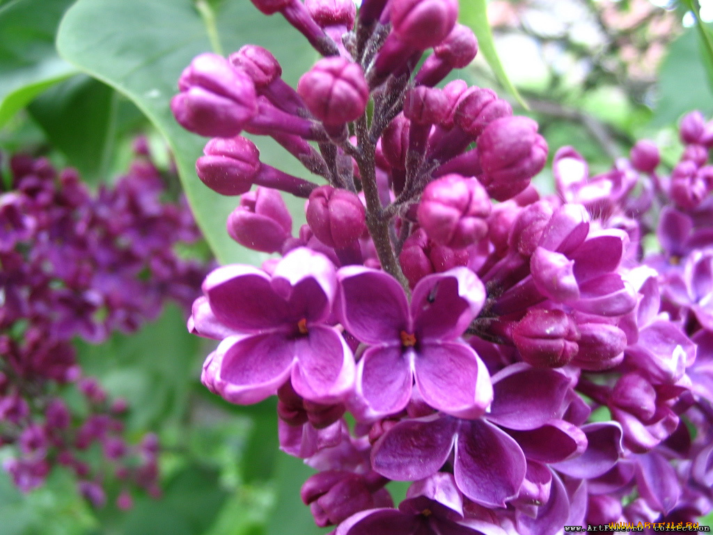 сирень, цветы