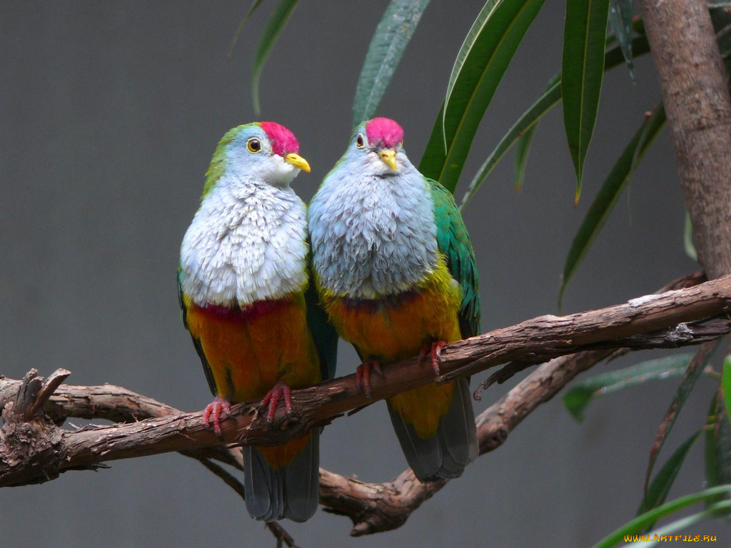 животные, голуби