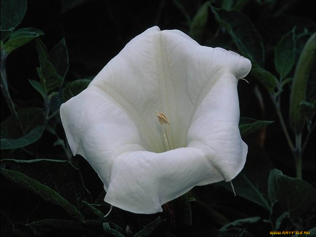 цветы, бругмансия, дурман, трубы, ангела