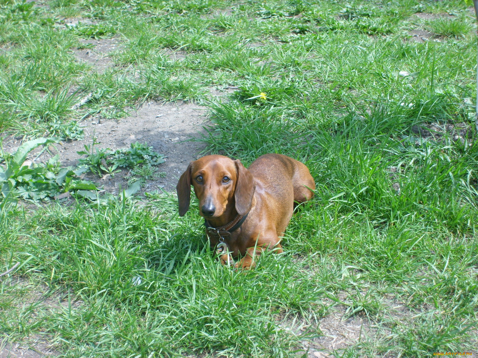 на, лоне, природы, животные, собаки