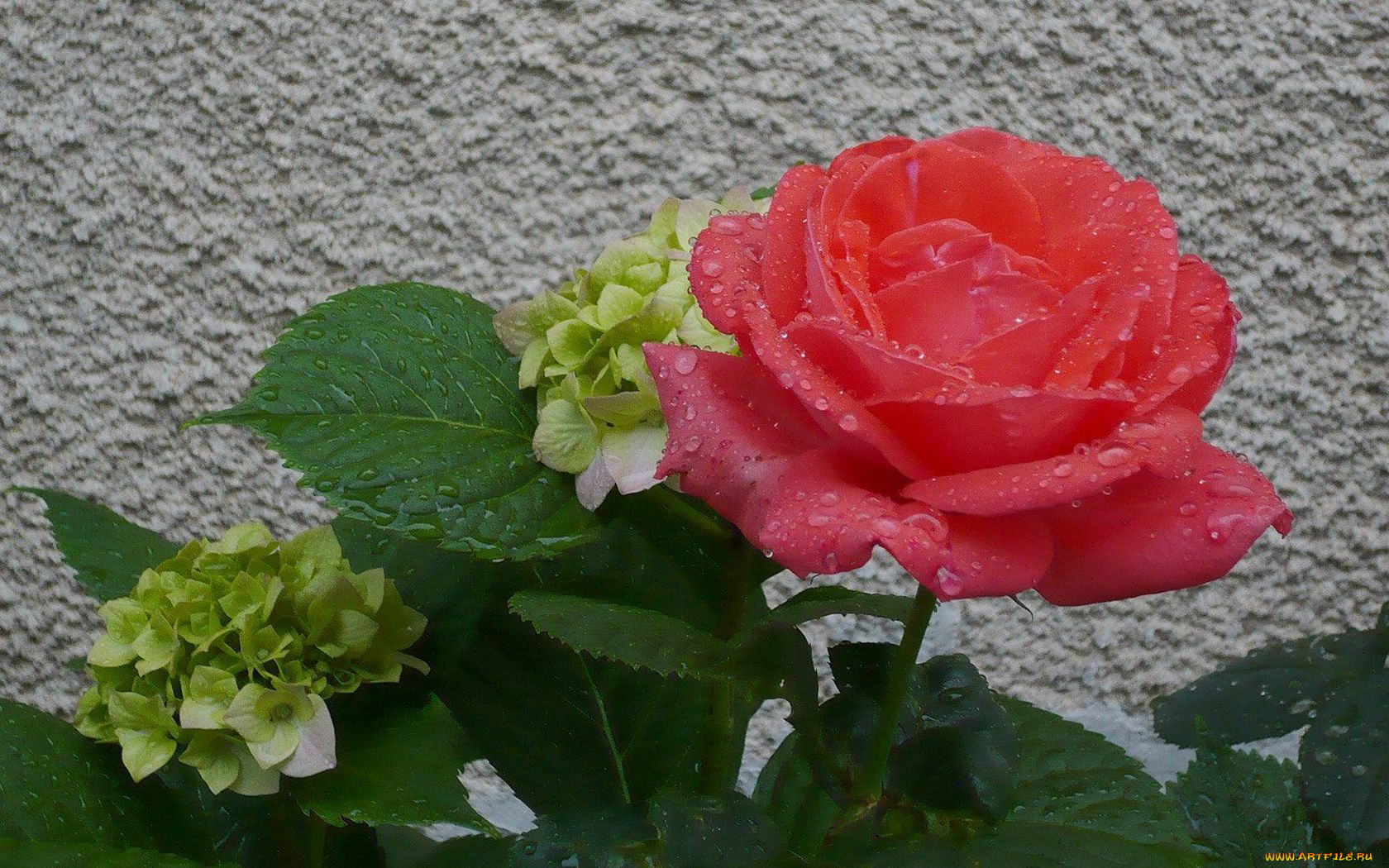 цветы, разные, вместе