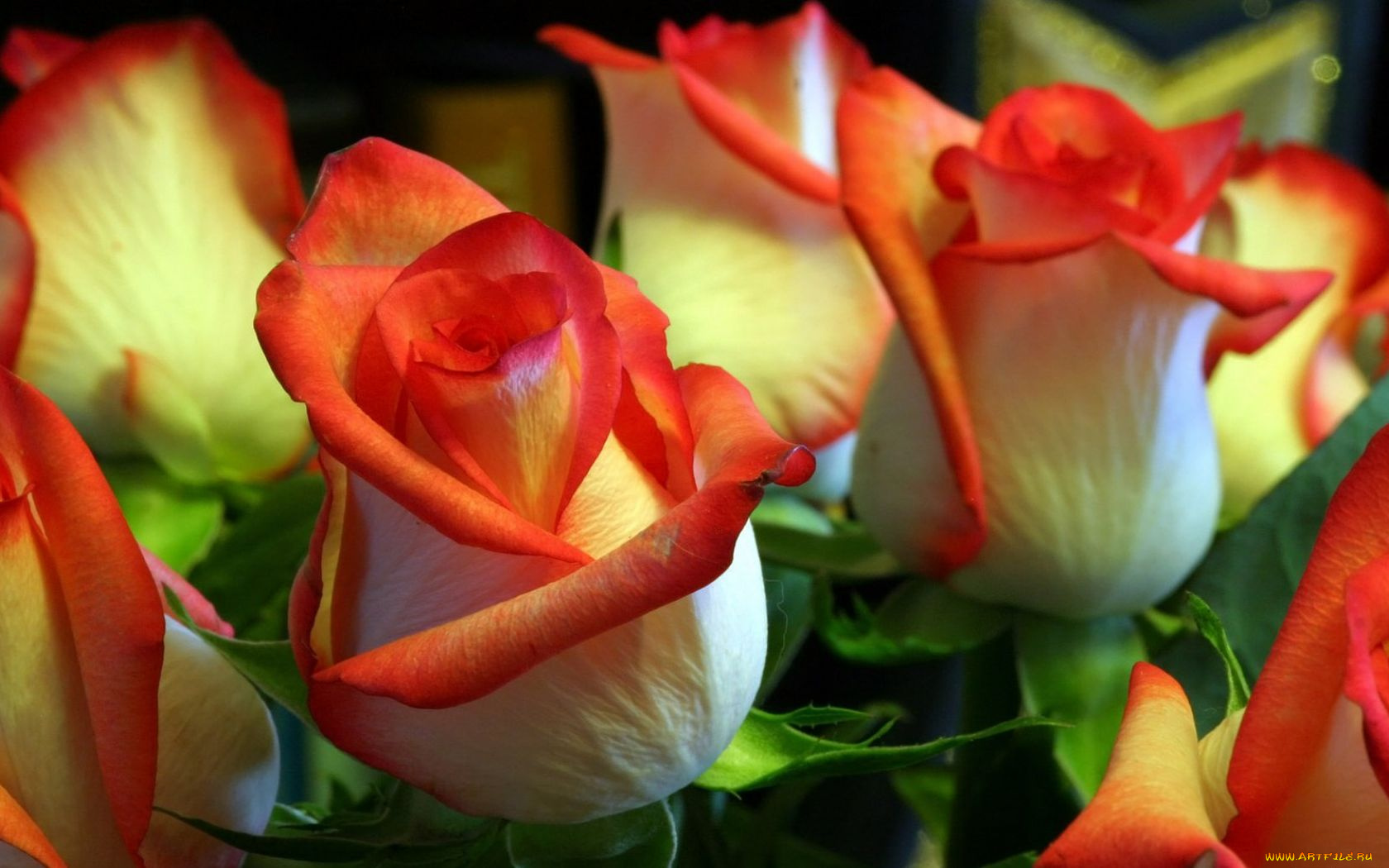 цветы, розы