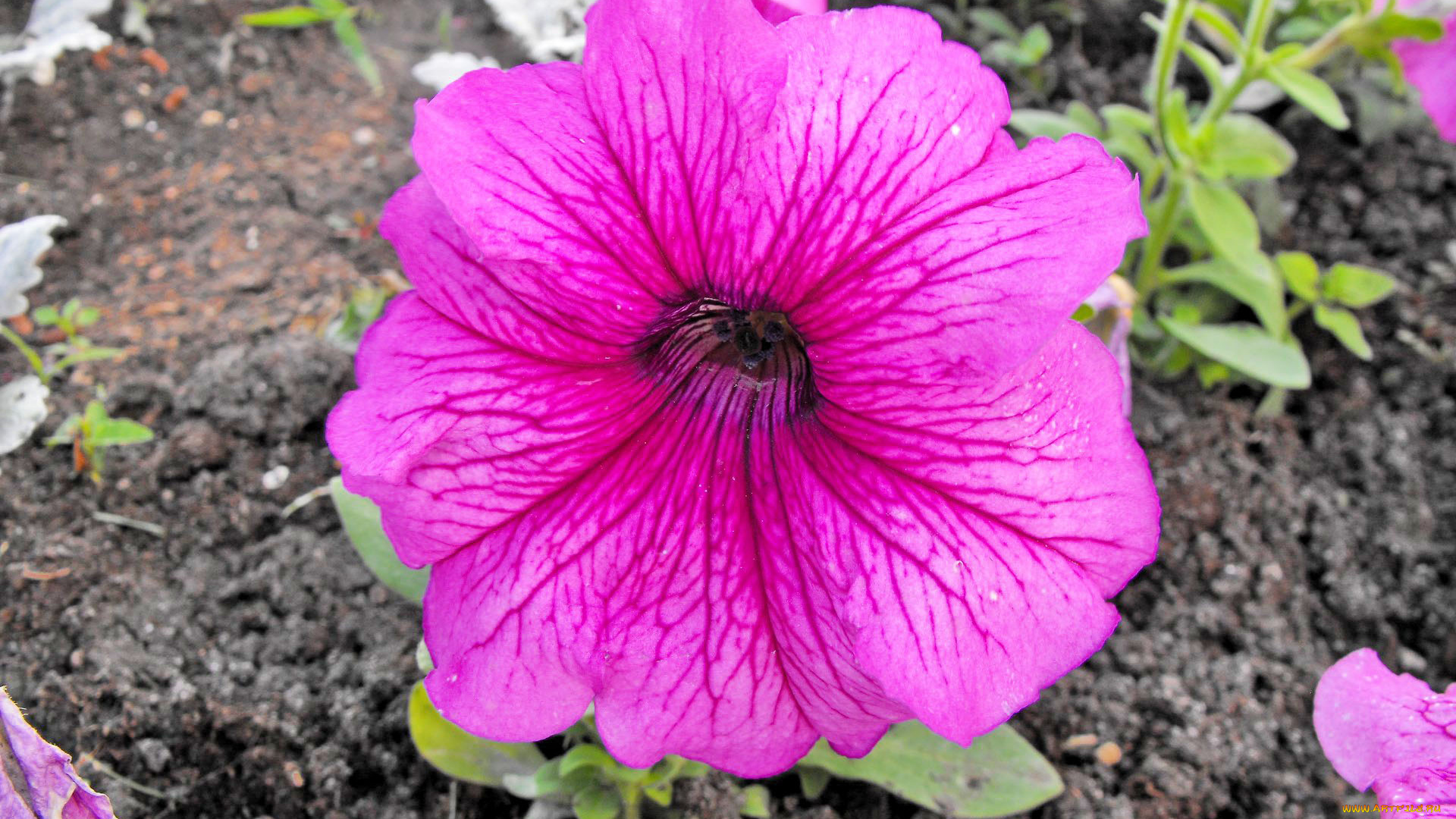 цветы, петунии, калибрахоа