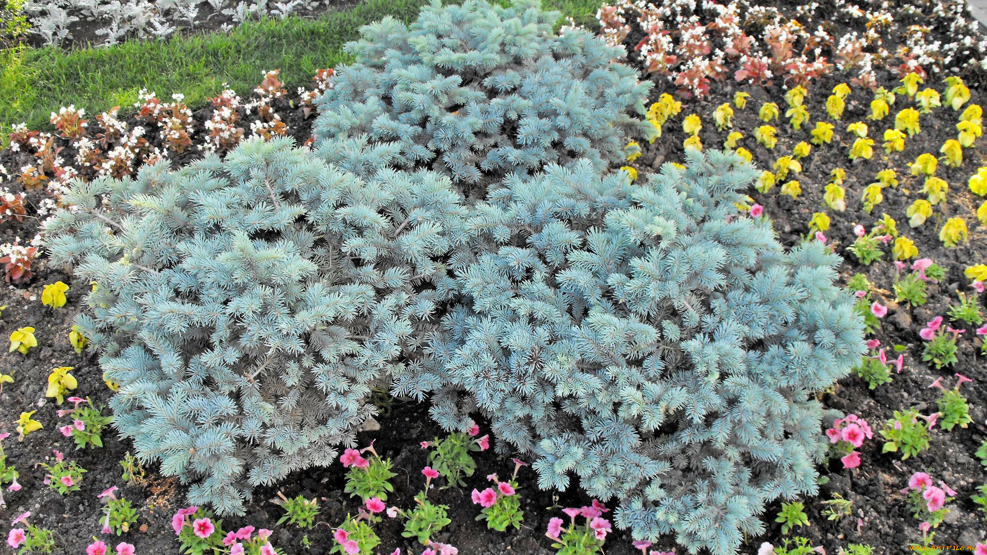 цветы, разные, вместе