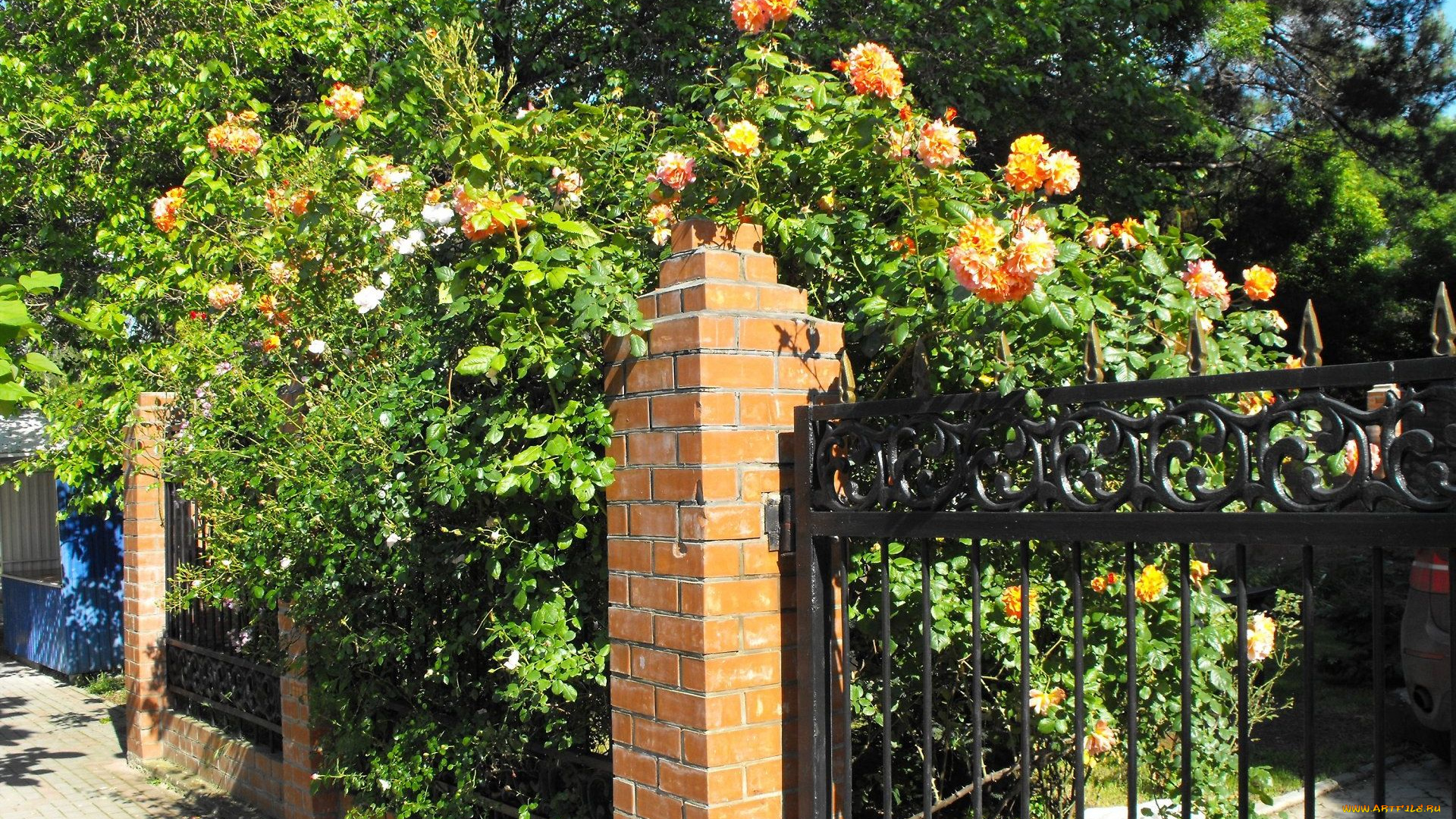 геленджик, цветы, розы