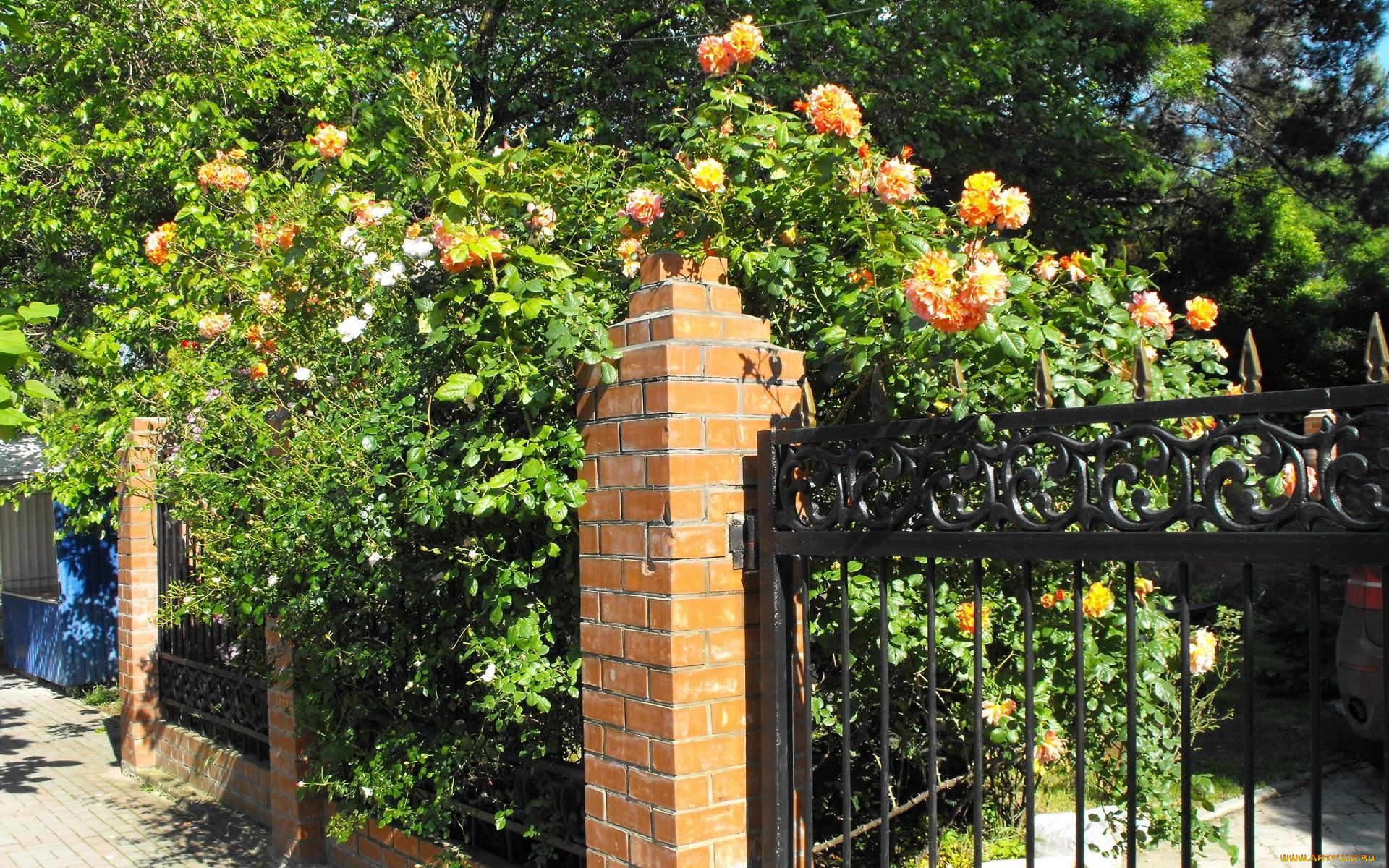 геленджик, цветы, розы