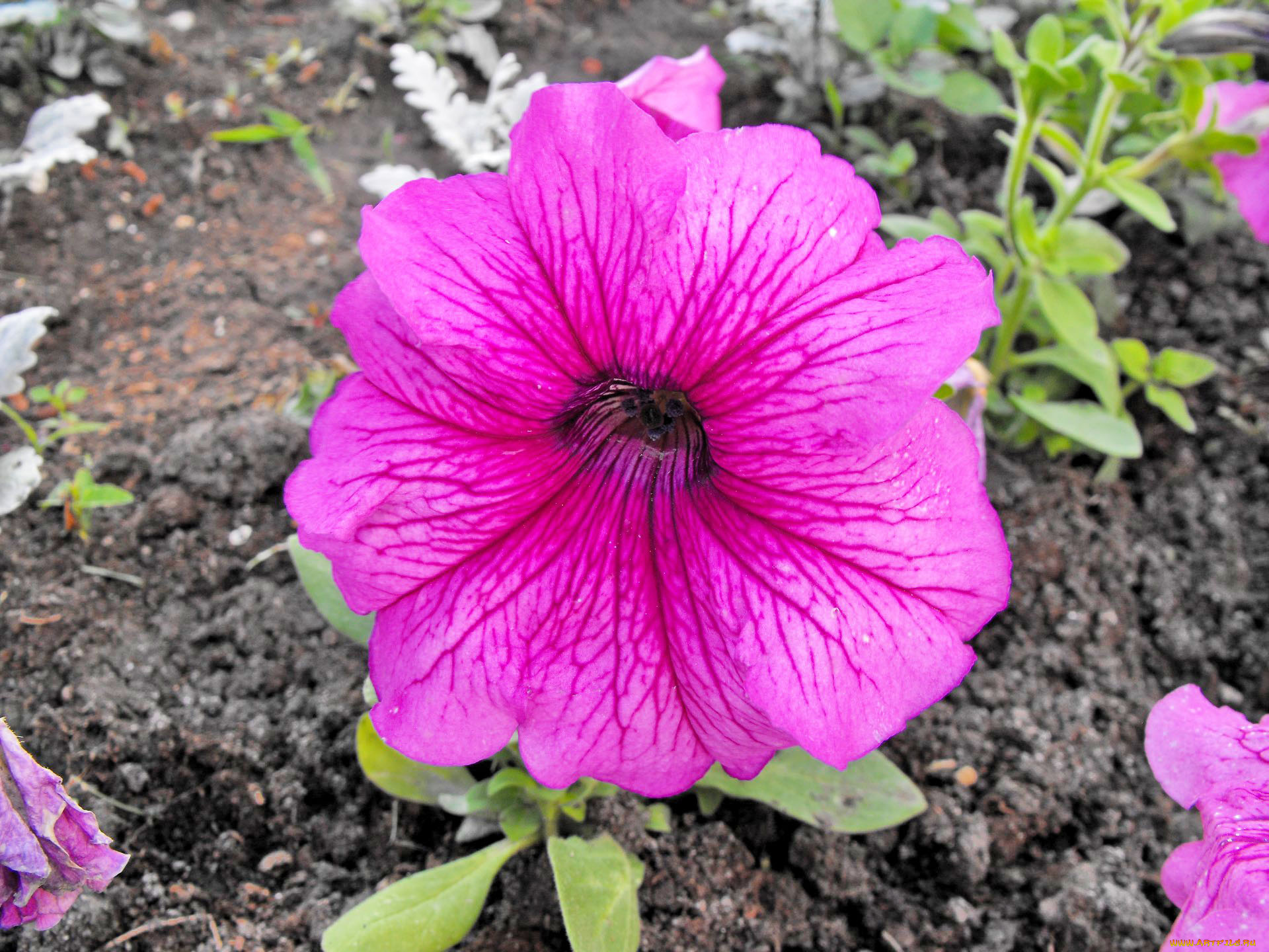 цветы, петунии, калибрахоа