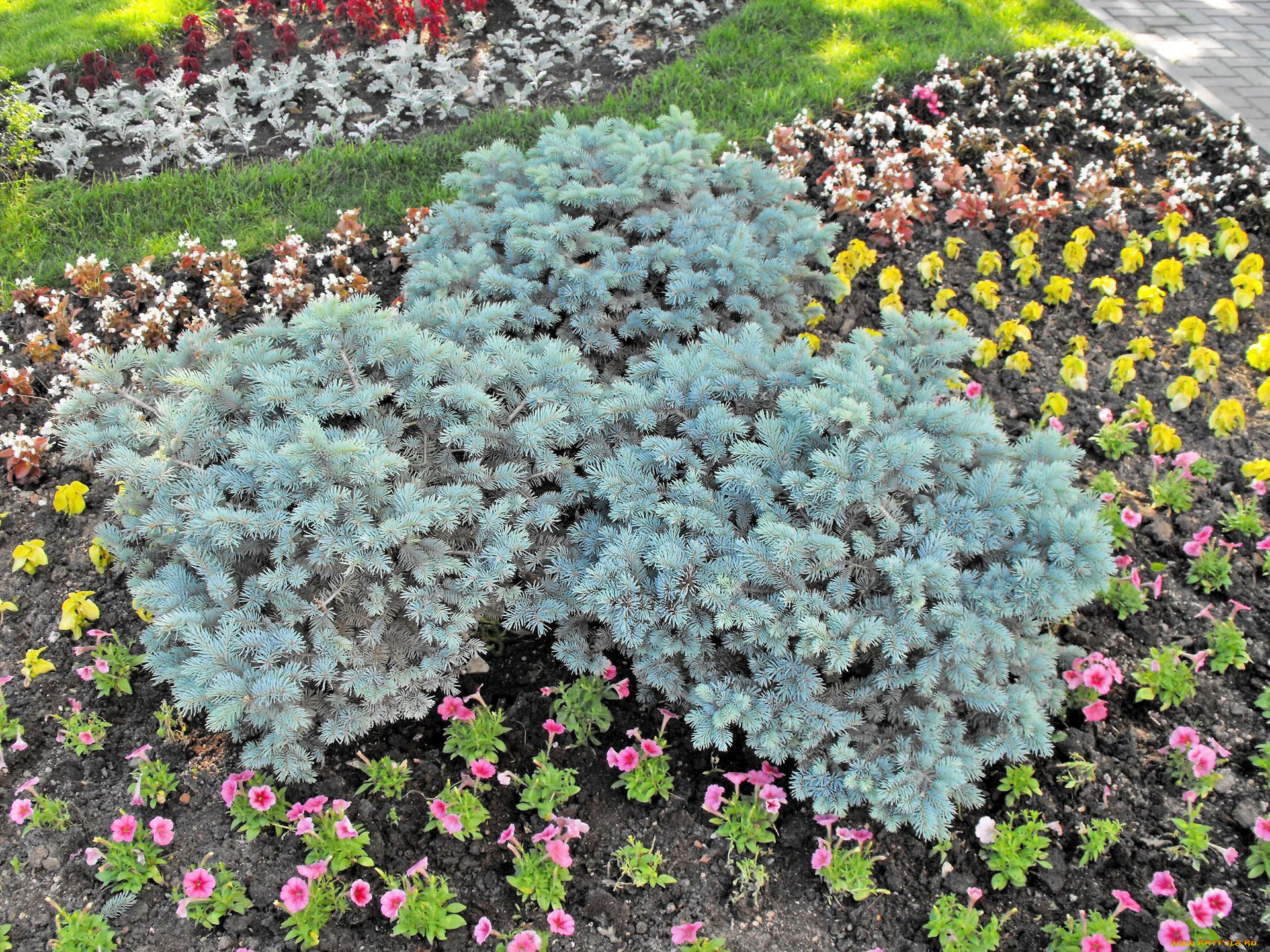 цветы, разные, вместе