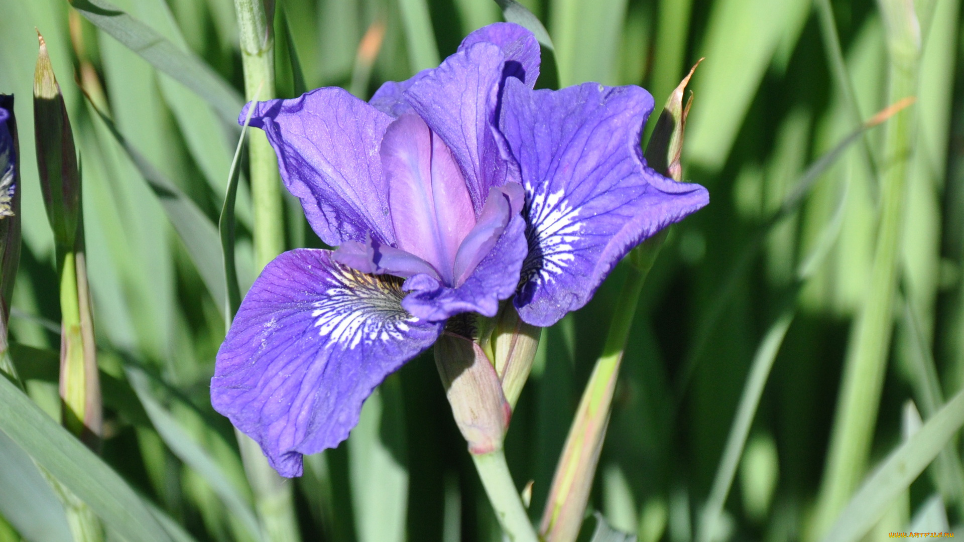 цветы, ирисы