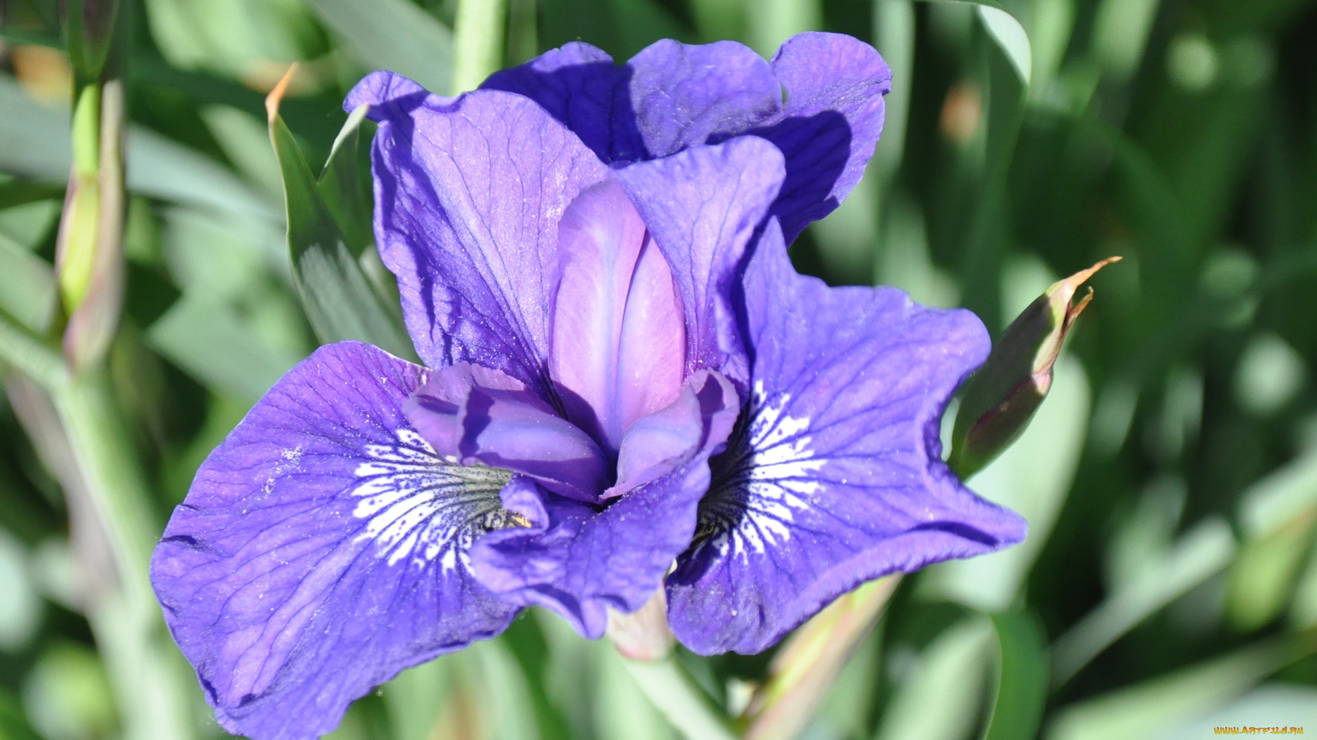 цветы, ирисы