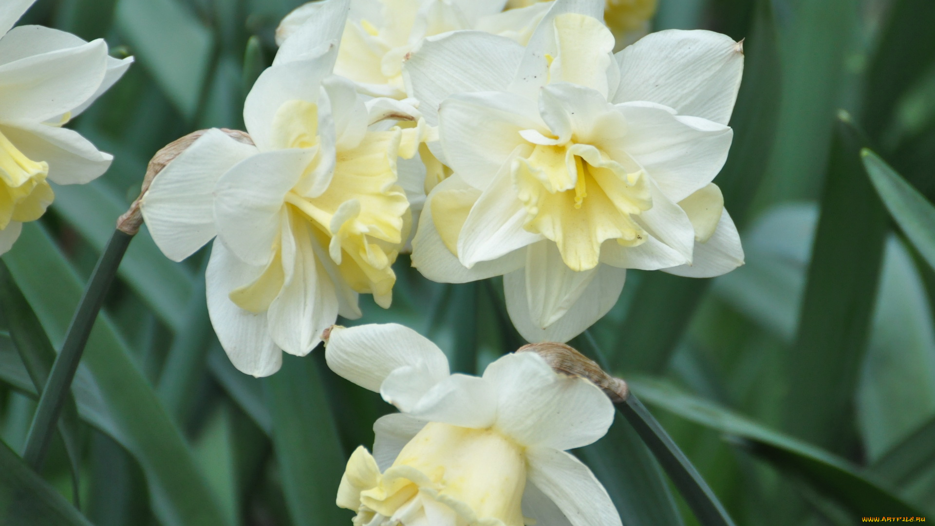 цветы, нарциссы