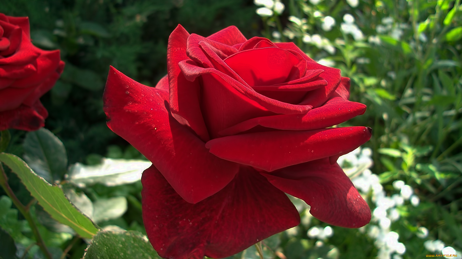 цветы, розы