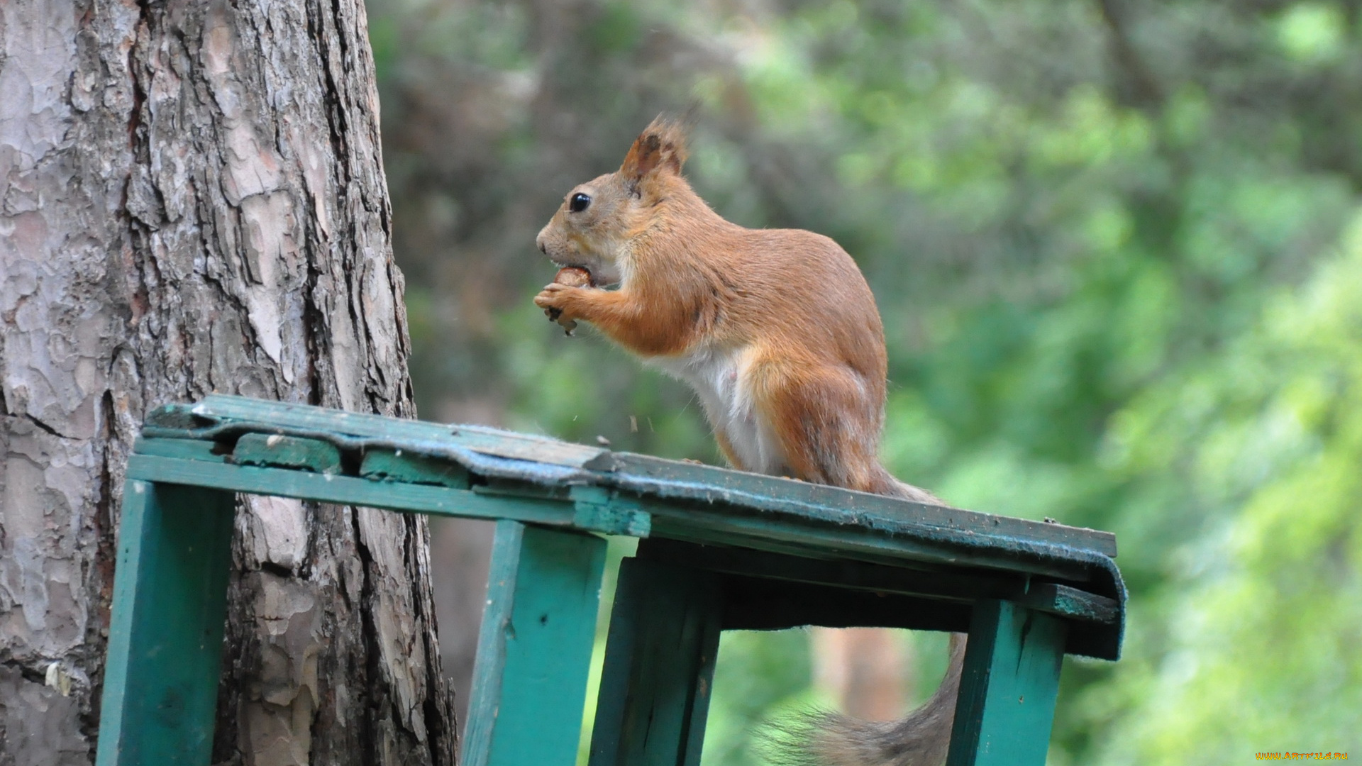 животные, белки