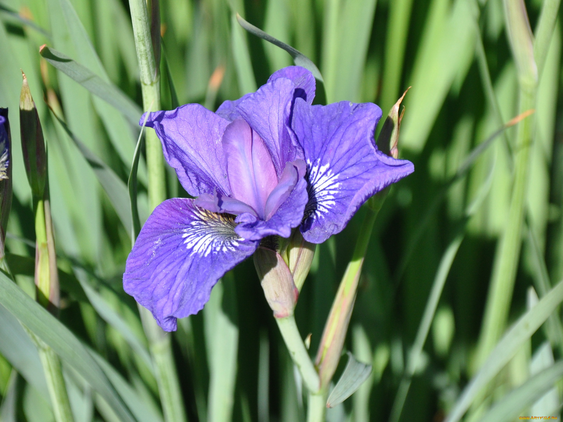 цветы, ирисы