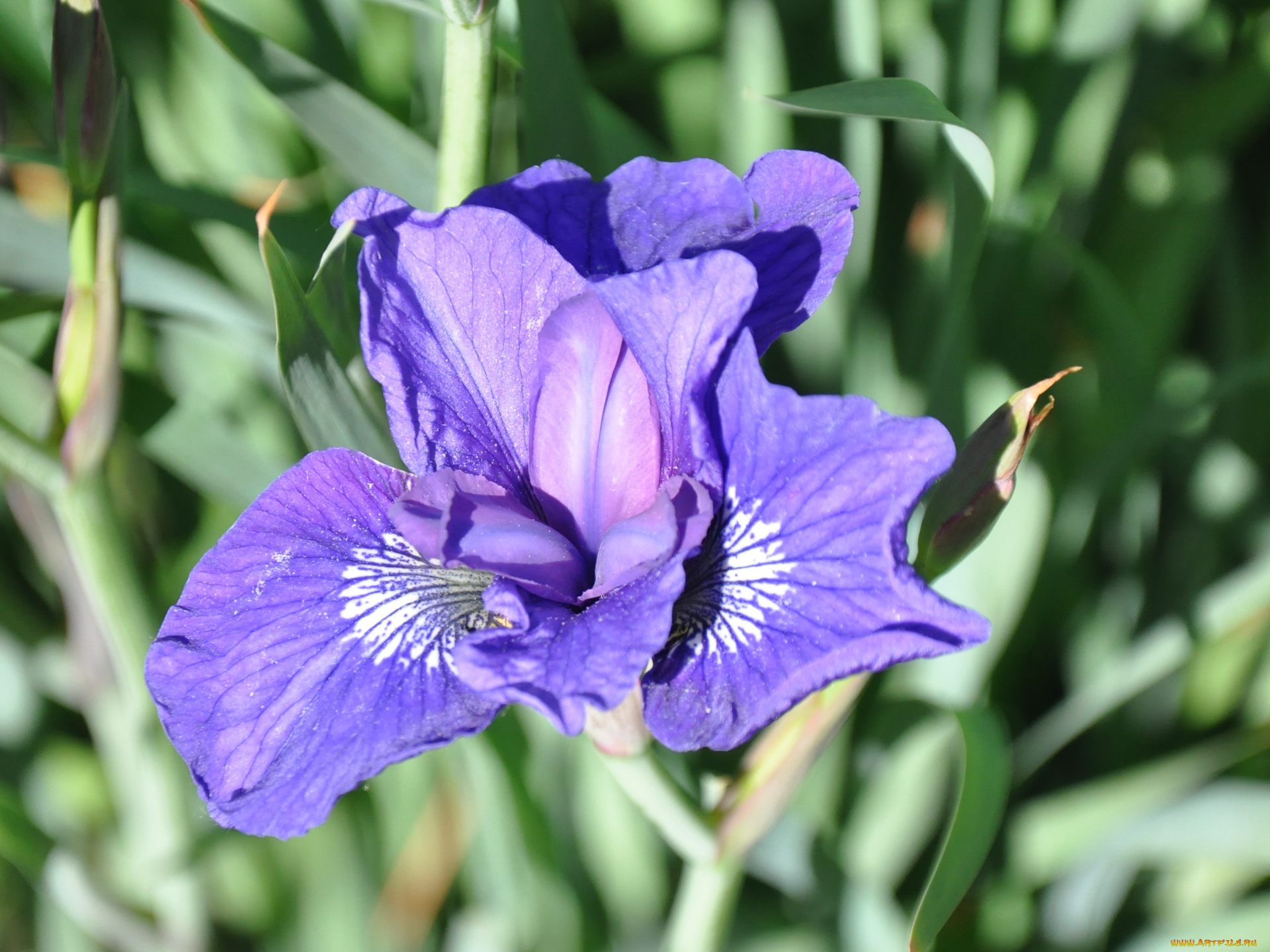 цветы, ирисы