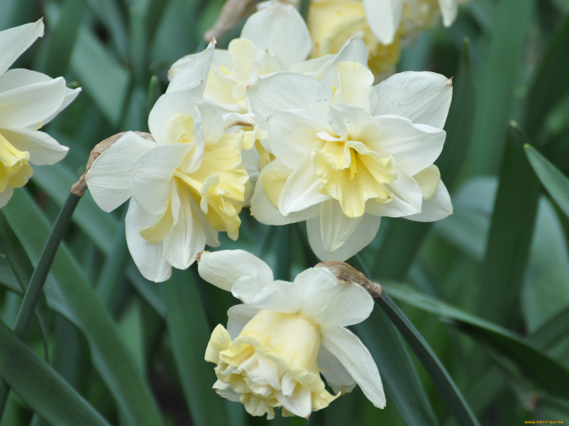 цветы, нарциссы