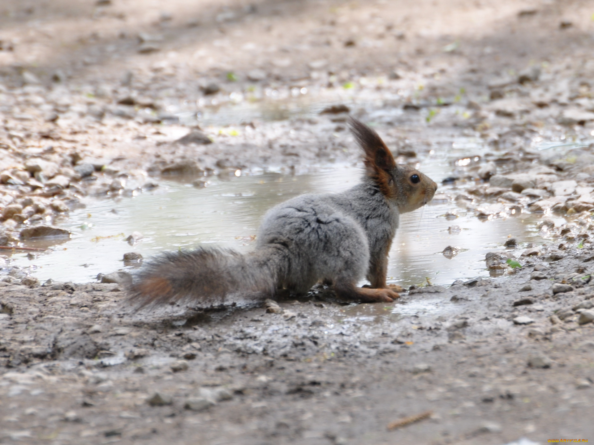 животные, белки