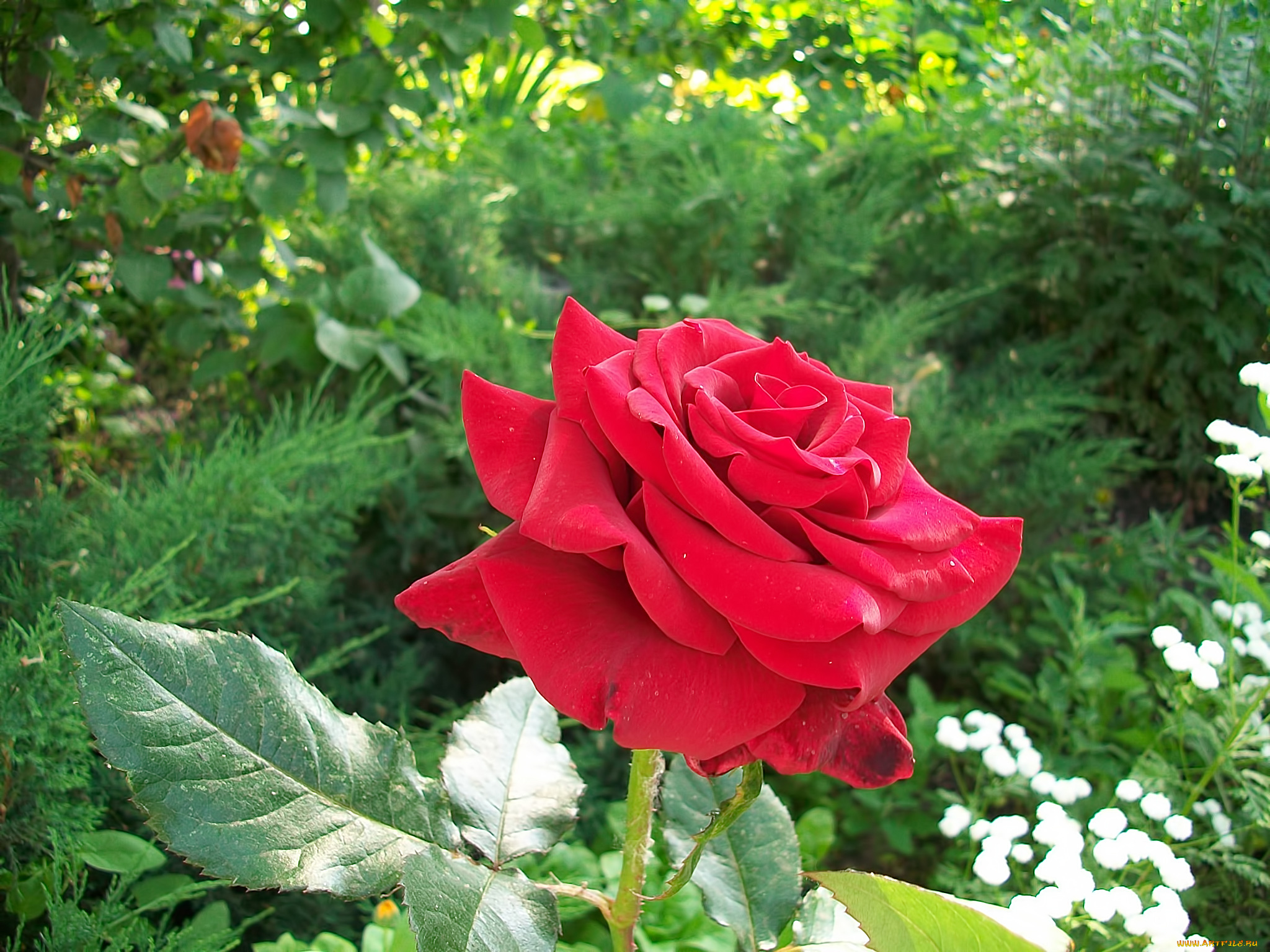 цветы, розы