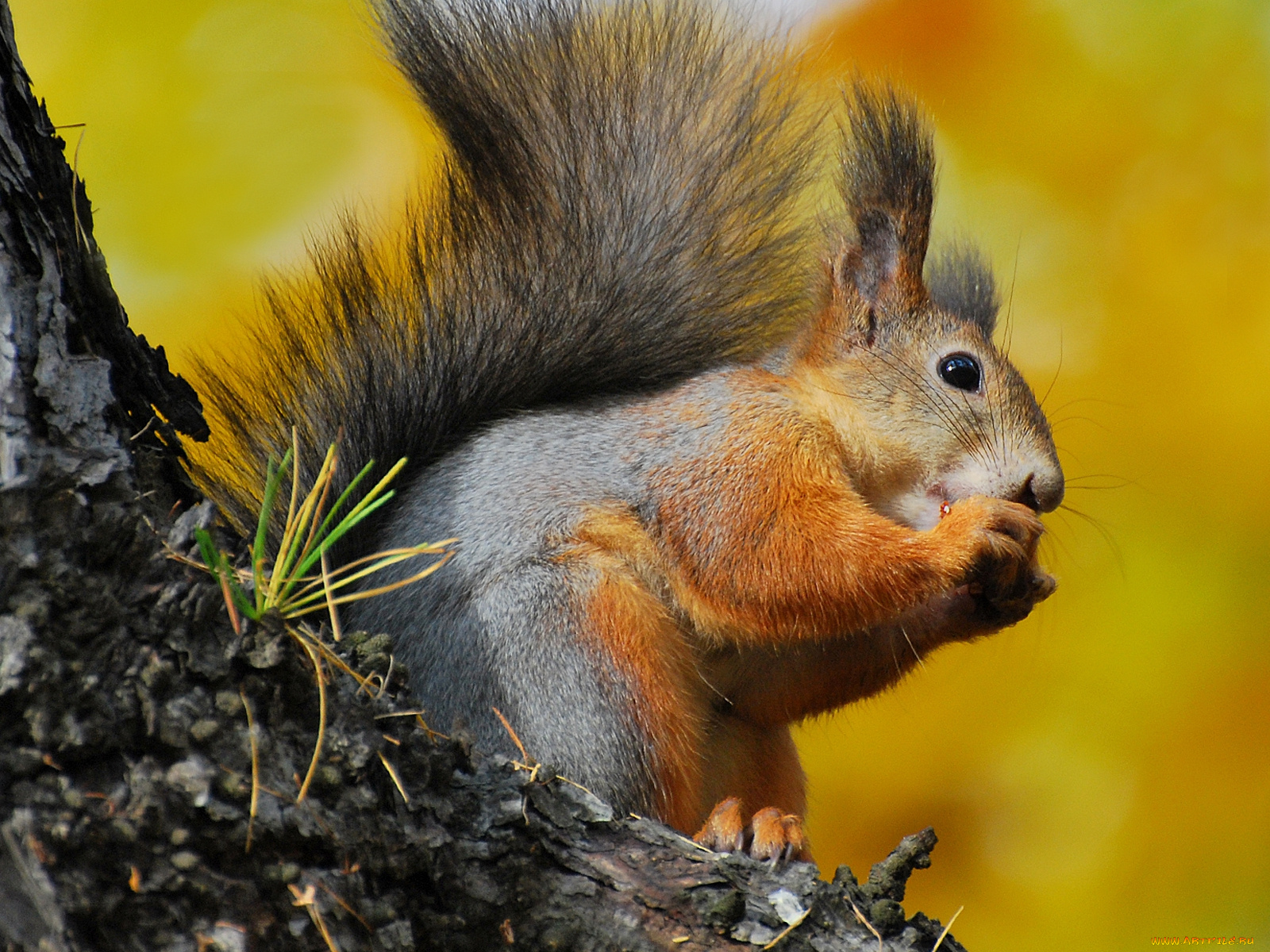 животные, белки, белочка