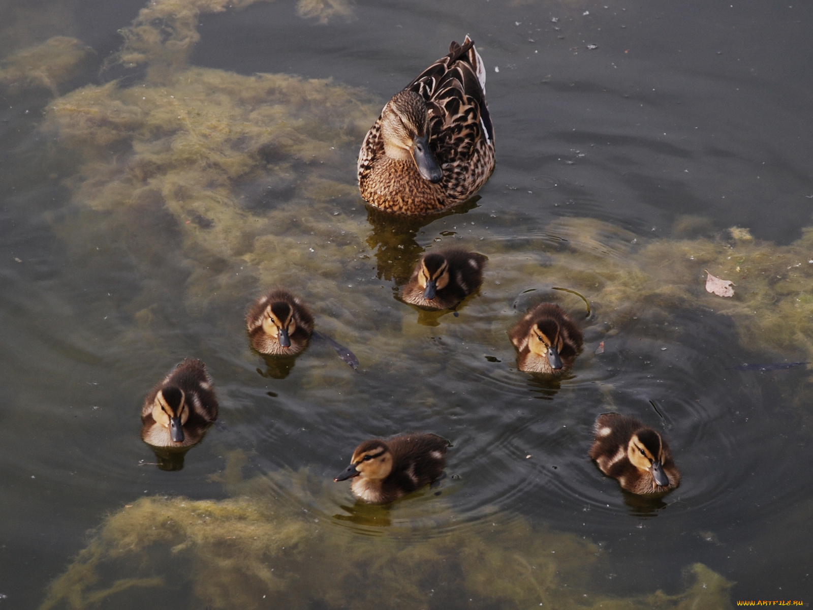 животные, утки, прогулка