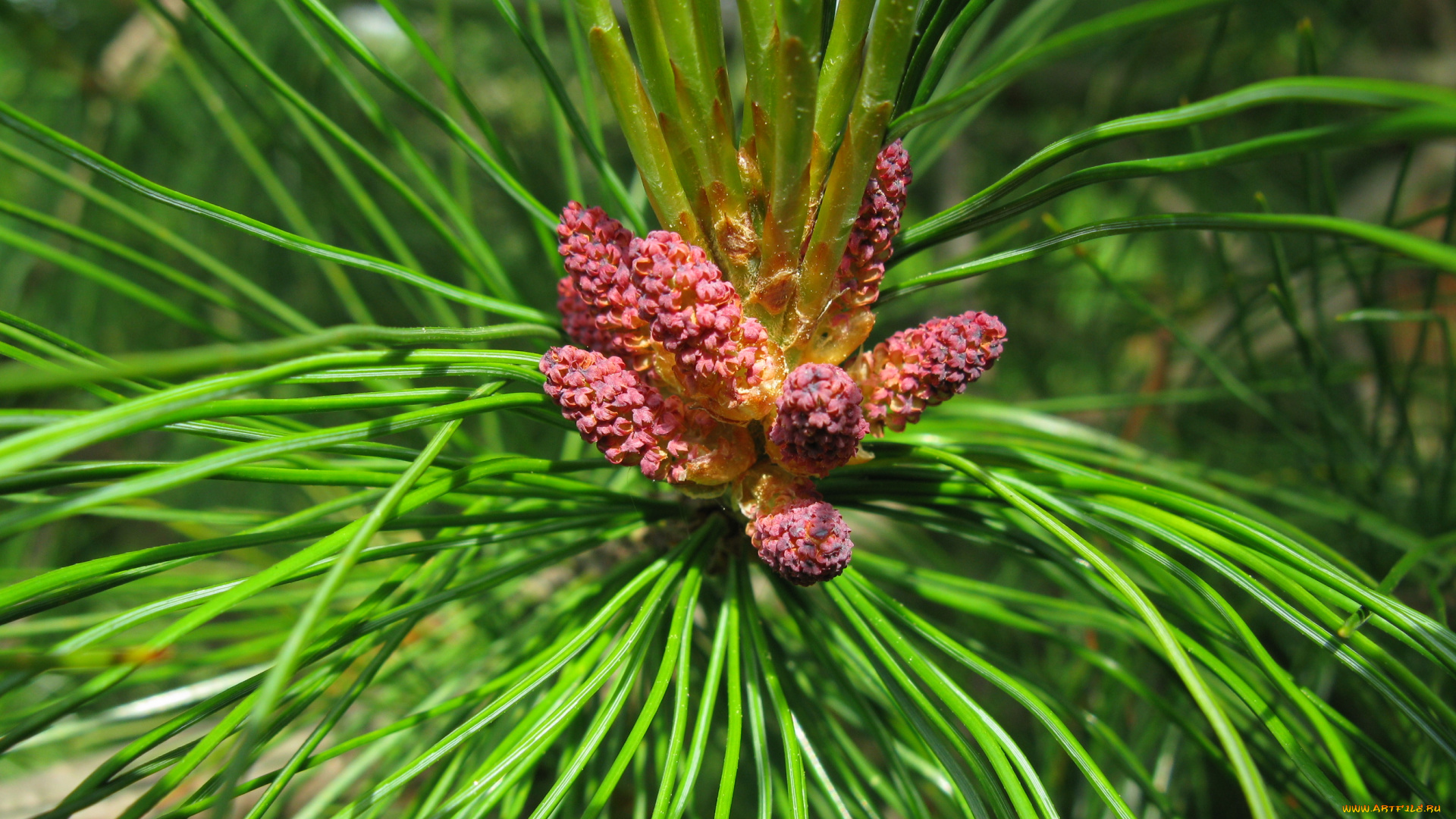 цветущий, кедр, тверская, обл, природа, макро, деревья