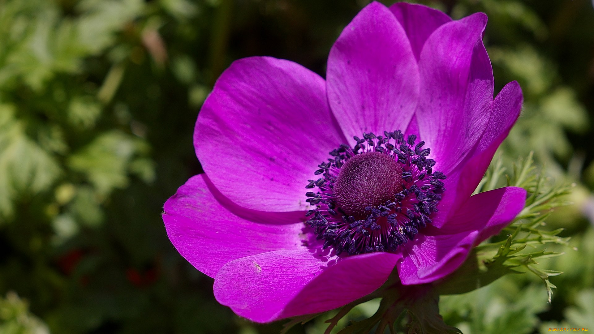 цветы, анемоны, адонисы