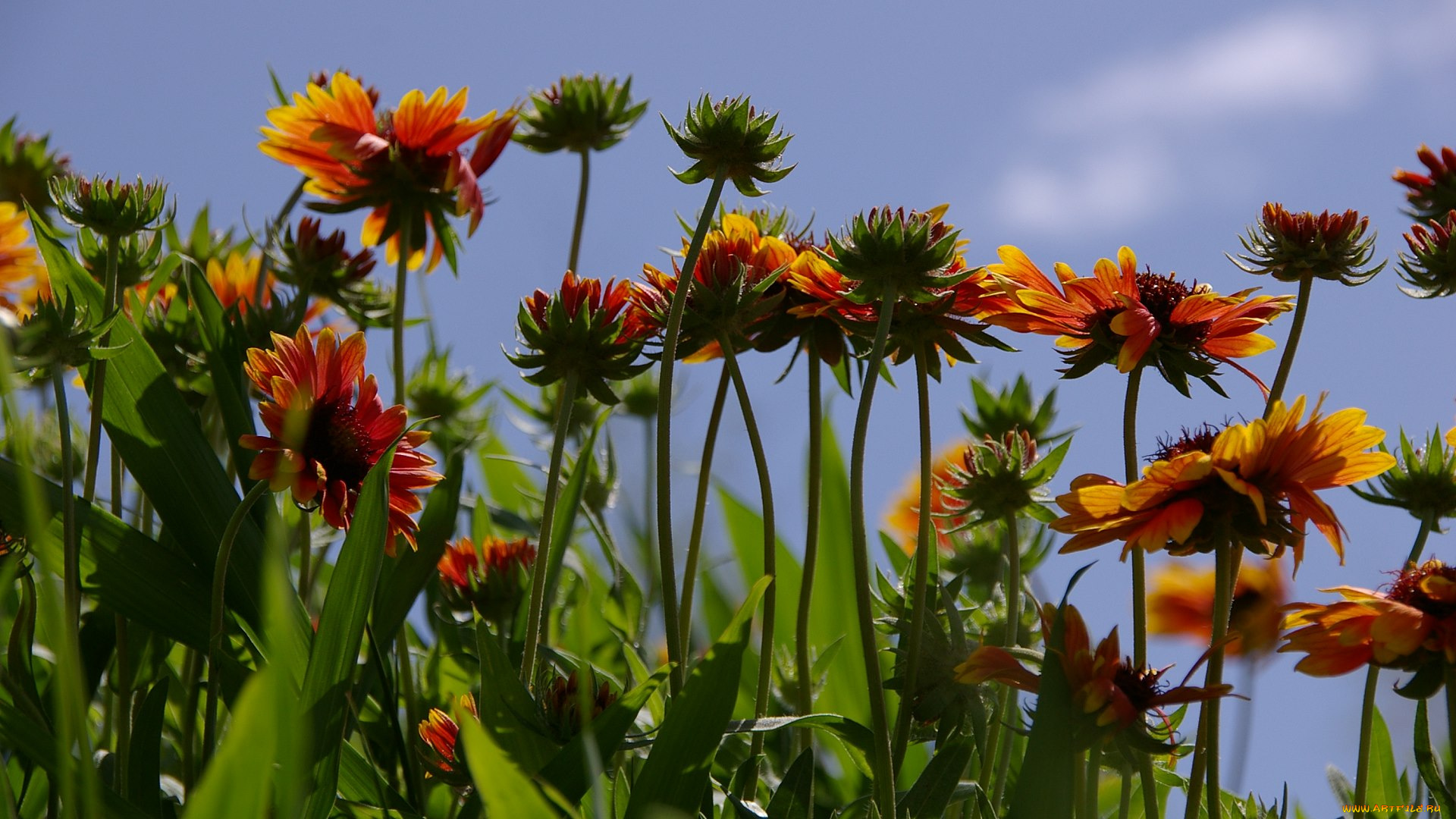 цветы, гайлардии, гелениумы