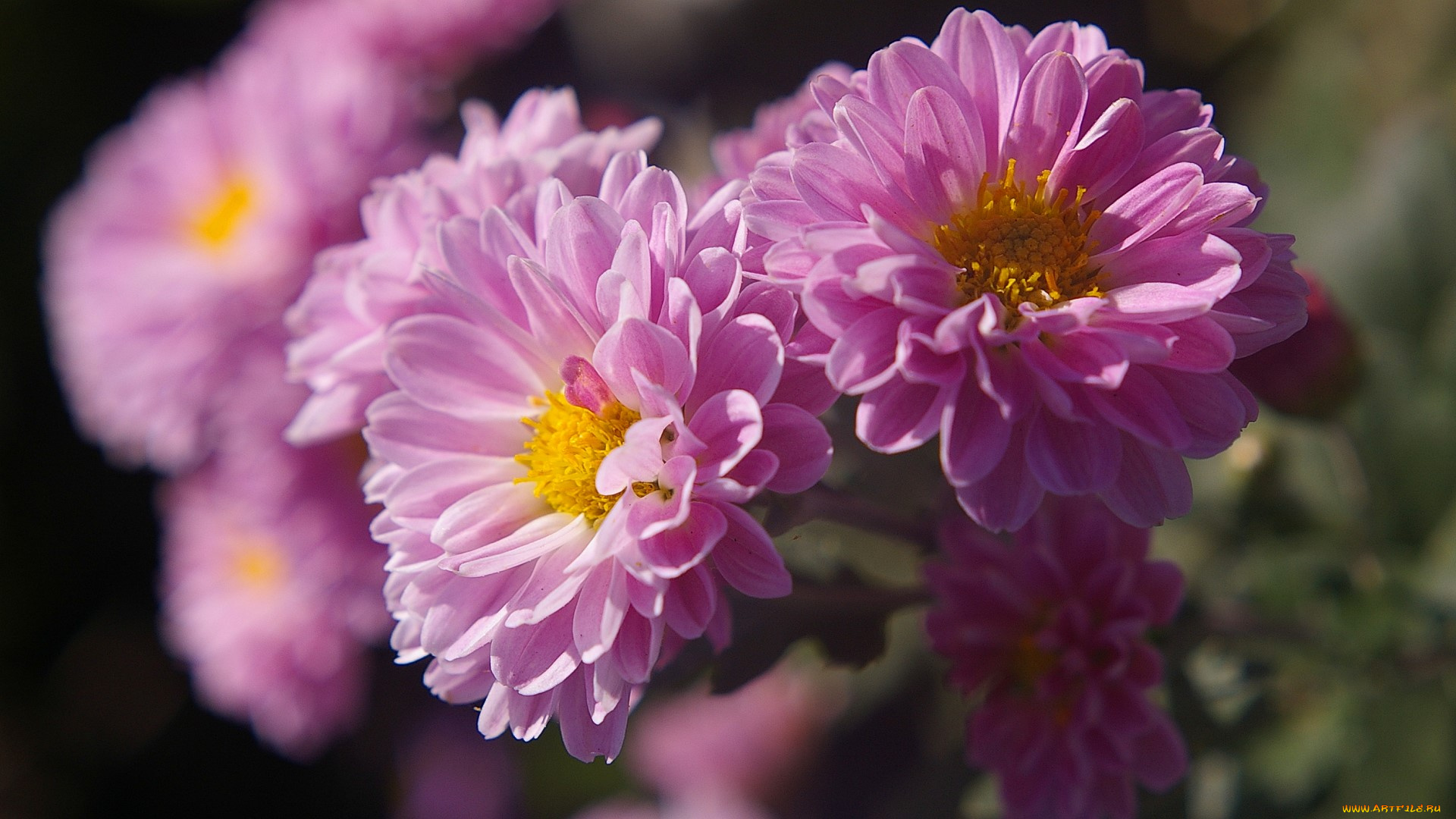 цветы, хризантемы