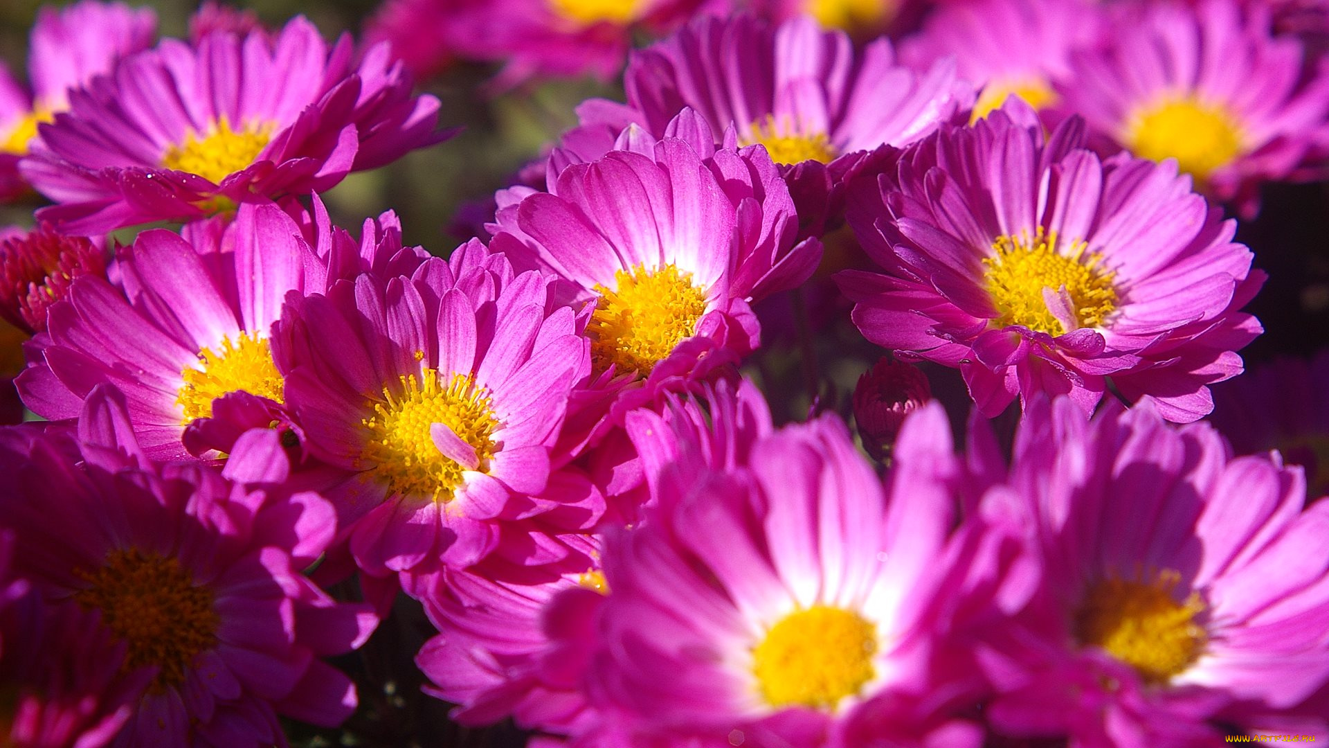 цветы, хризантемы