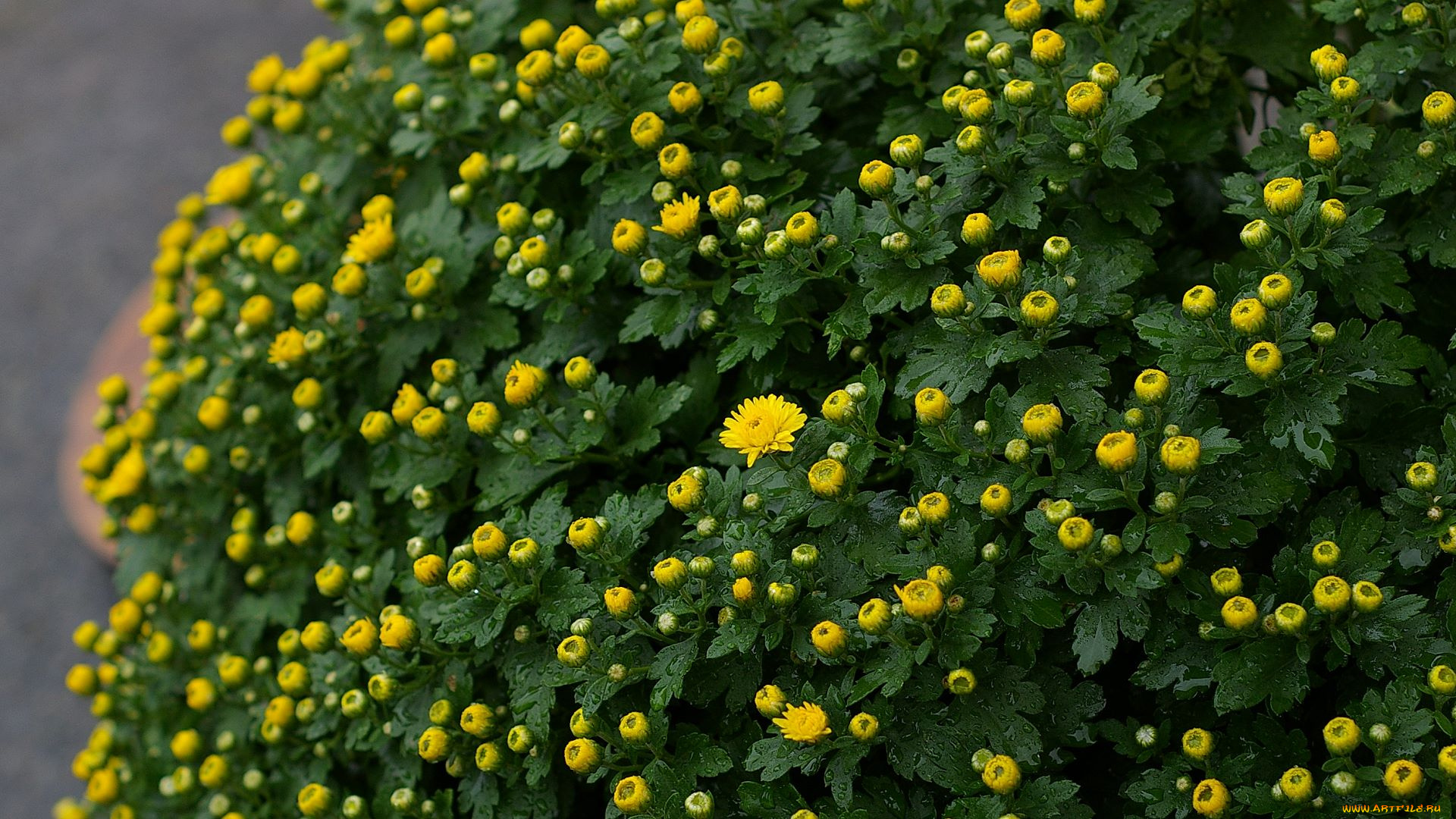 цветы, хризантемы, желтая, хризантема