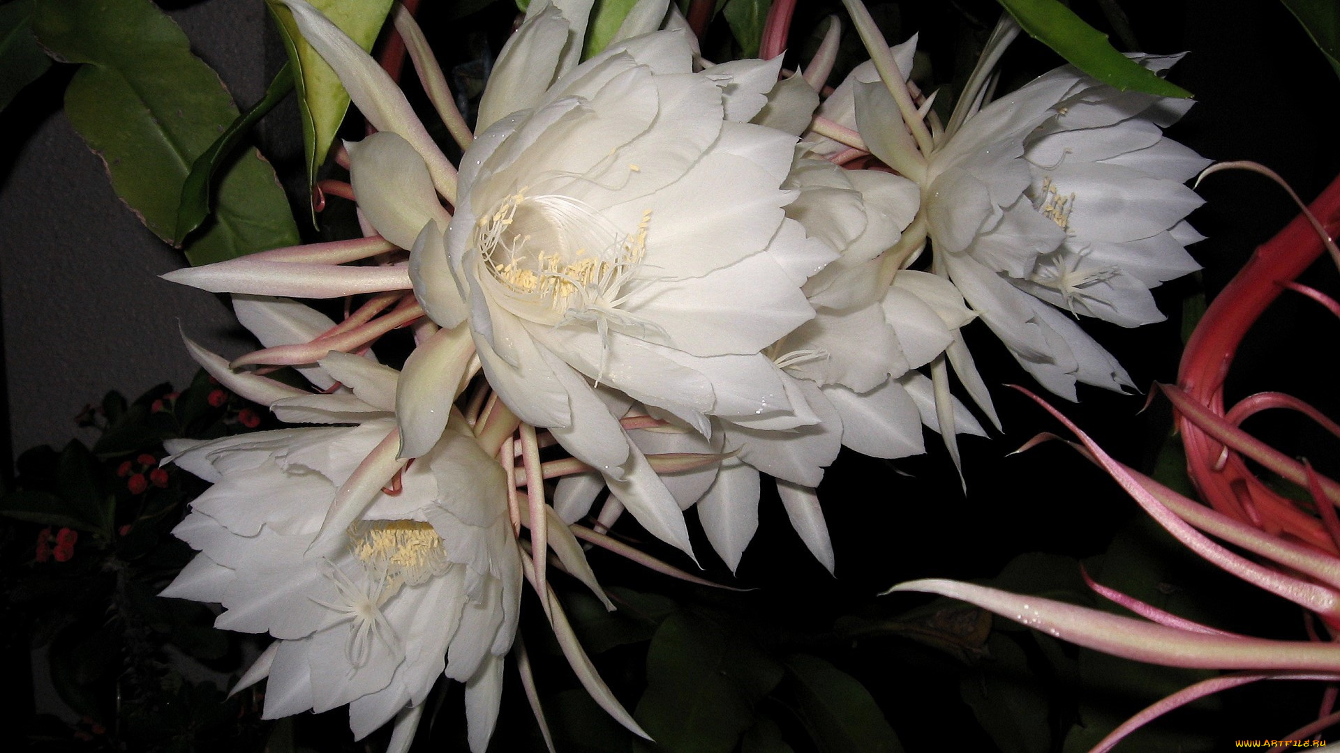 цветы, кактусы