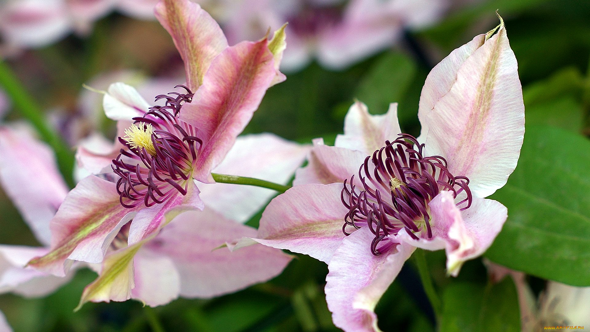 цветы, клематис, ломонос