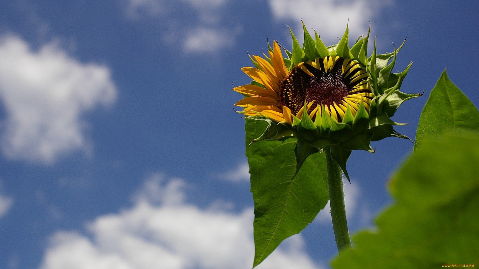цветы, подсолнухи, подсолнух