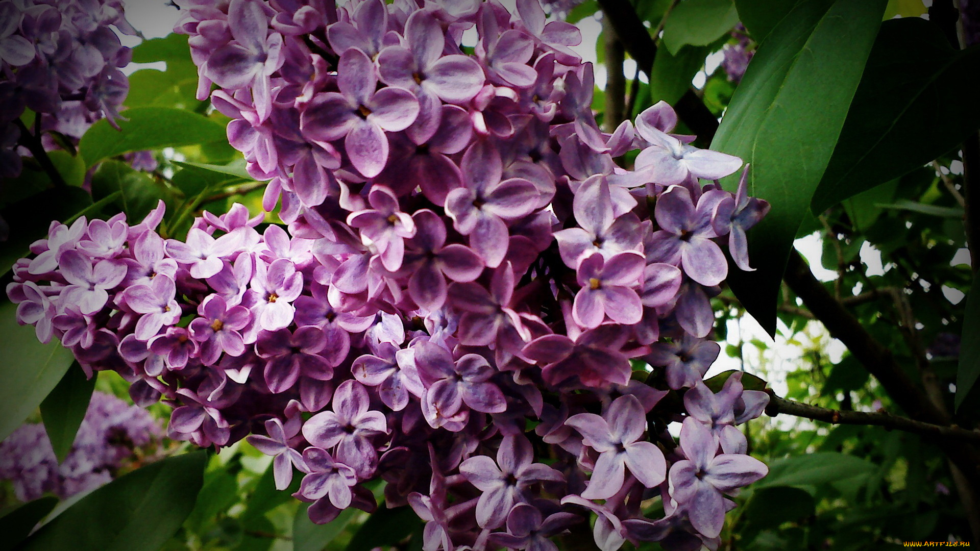 цветы, сирень, ветка, цветение, листья, зелень