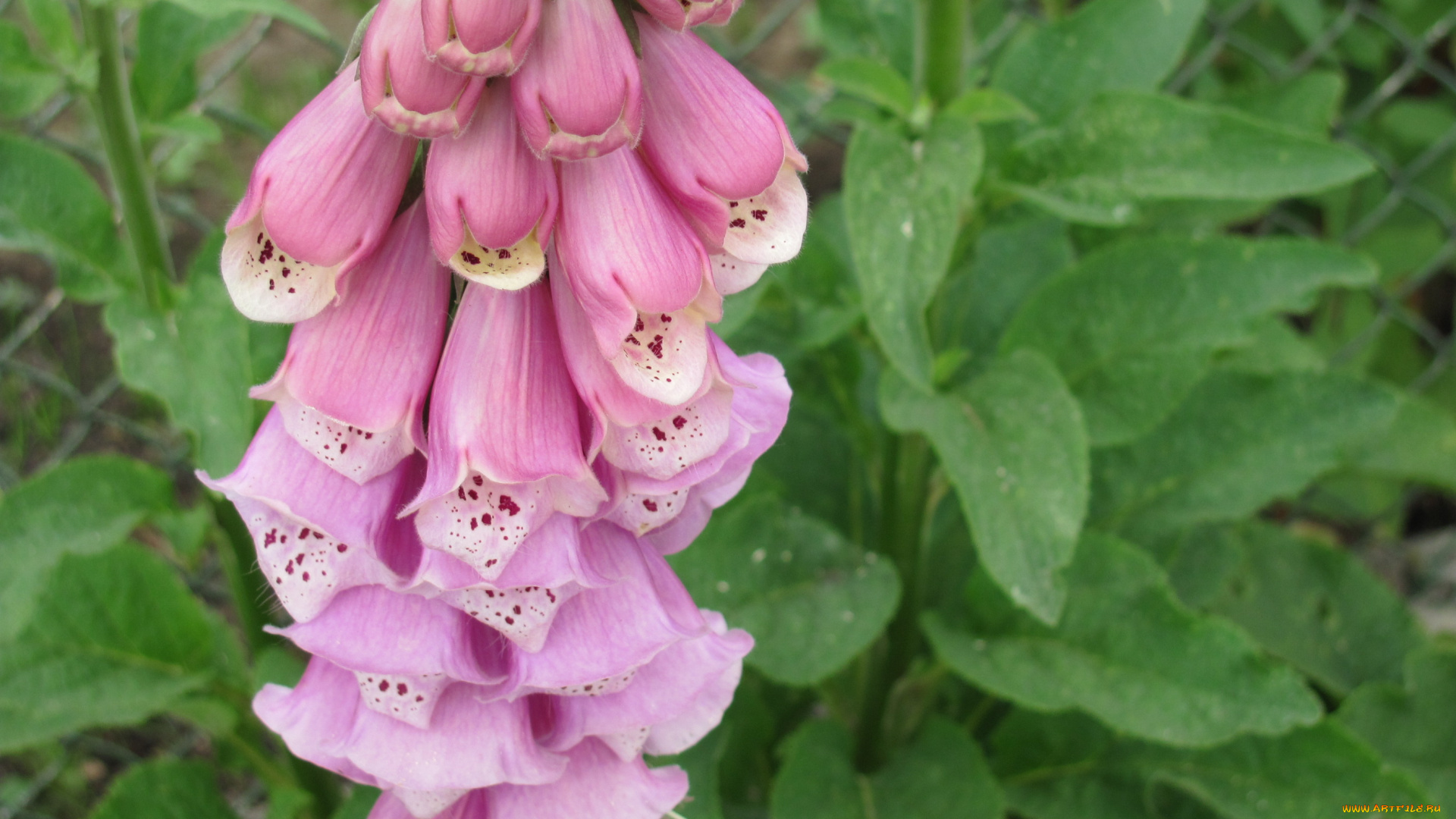 дигиталис, цветы, наперстянка, красивый, но, опасный