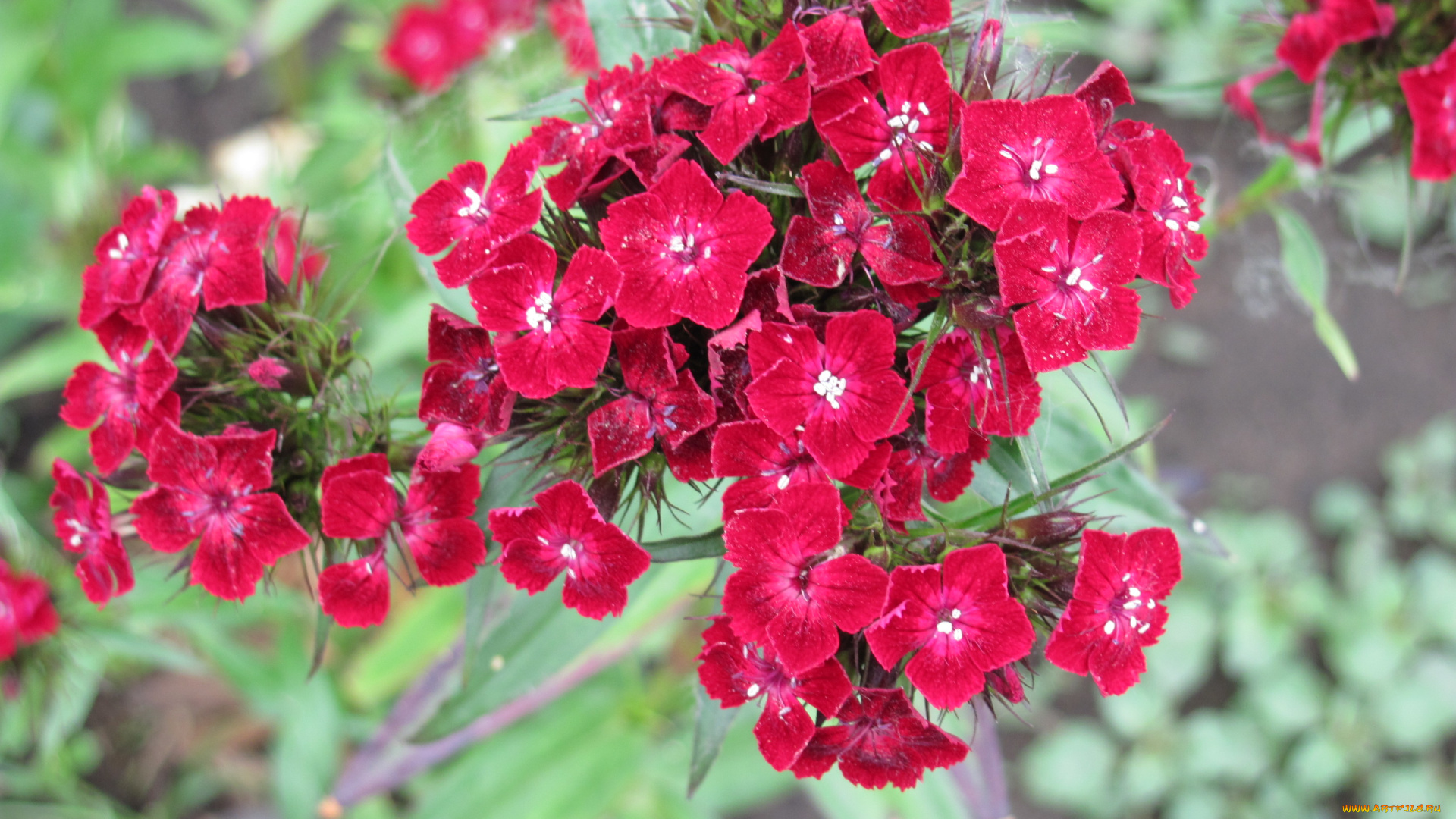 гвоздика, цветы, гвоздики, бархатный, яркий, цветок