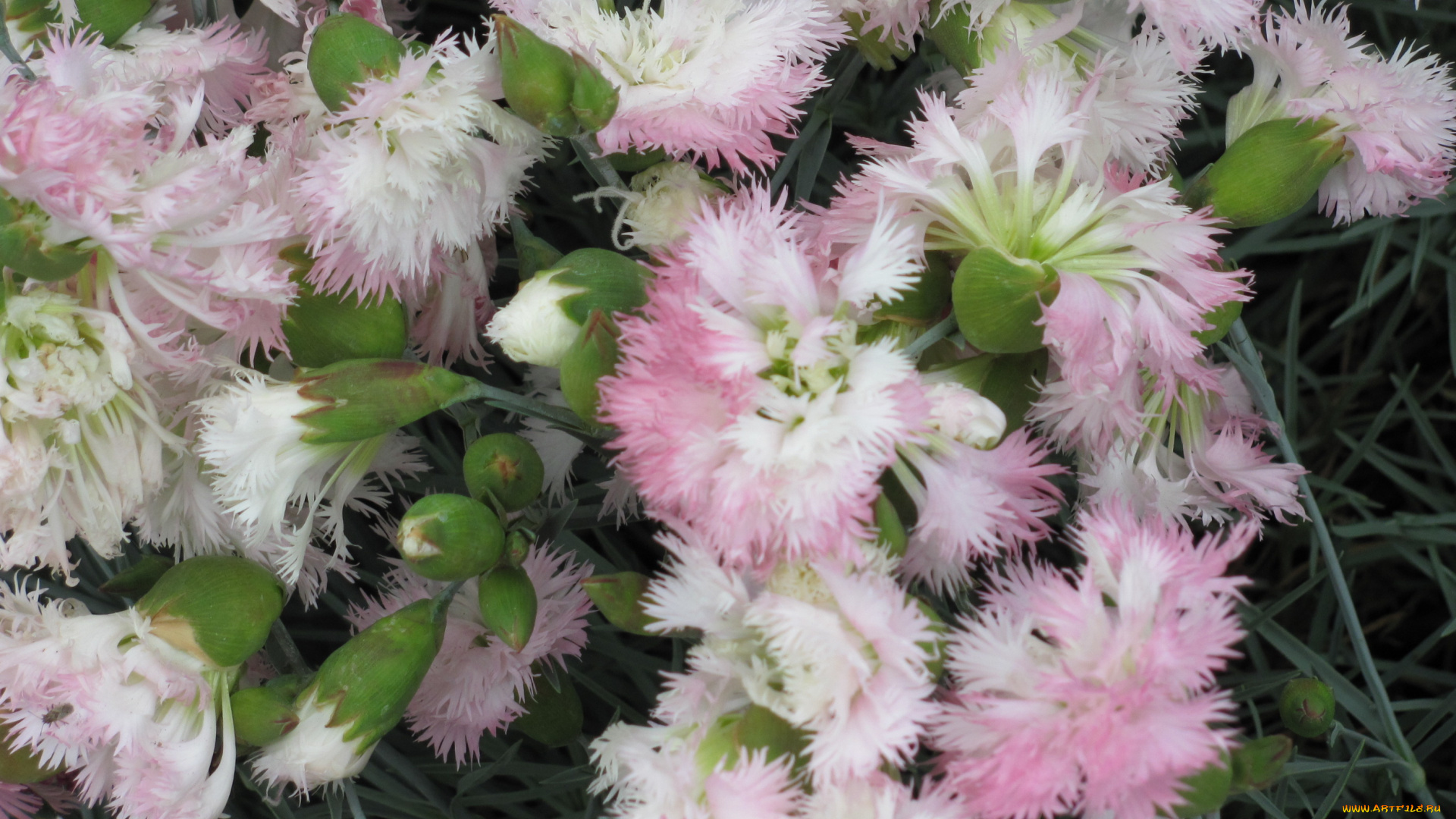 гвоздика, цветы, гвоздики, нежный, пушистик