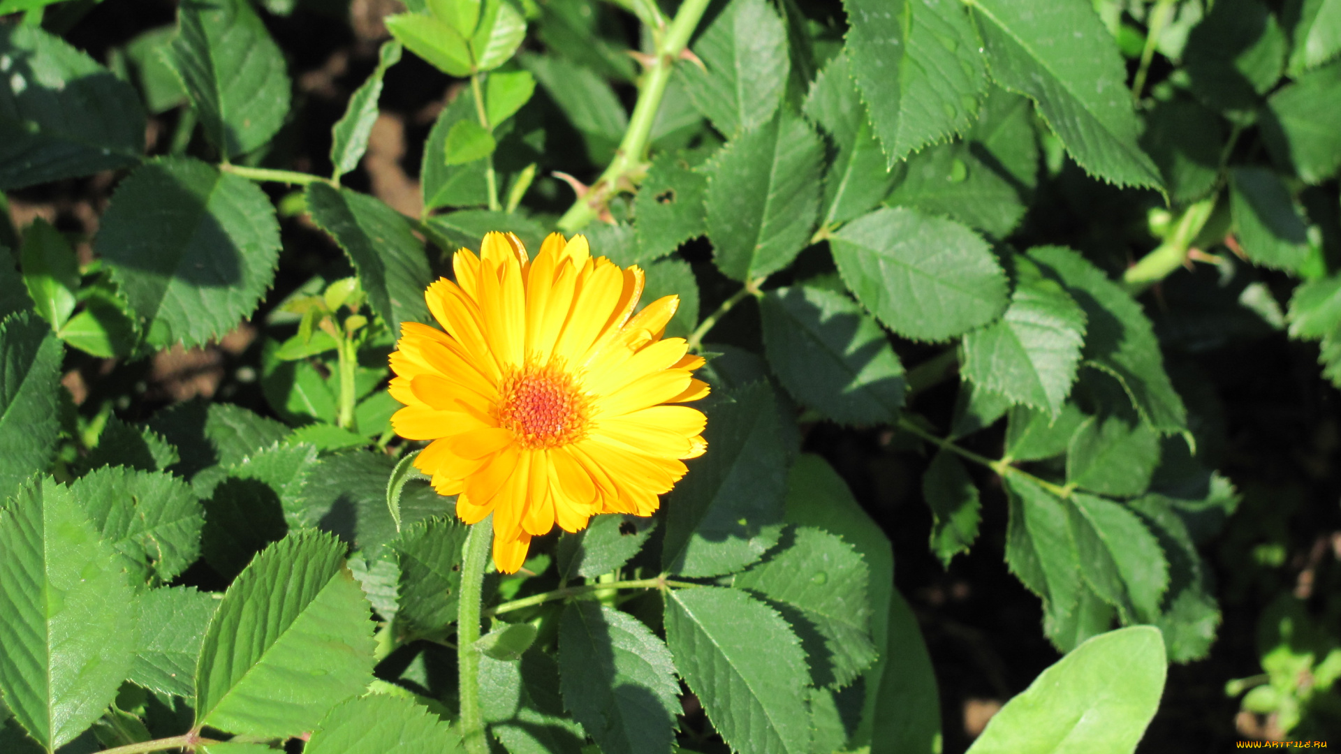 календула, цветы, яркий, лечебный, полезный, красивый, солнечный