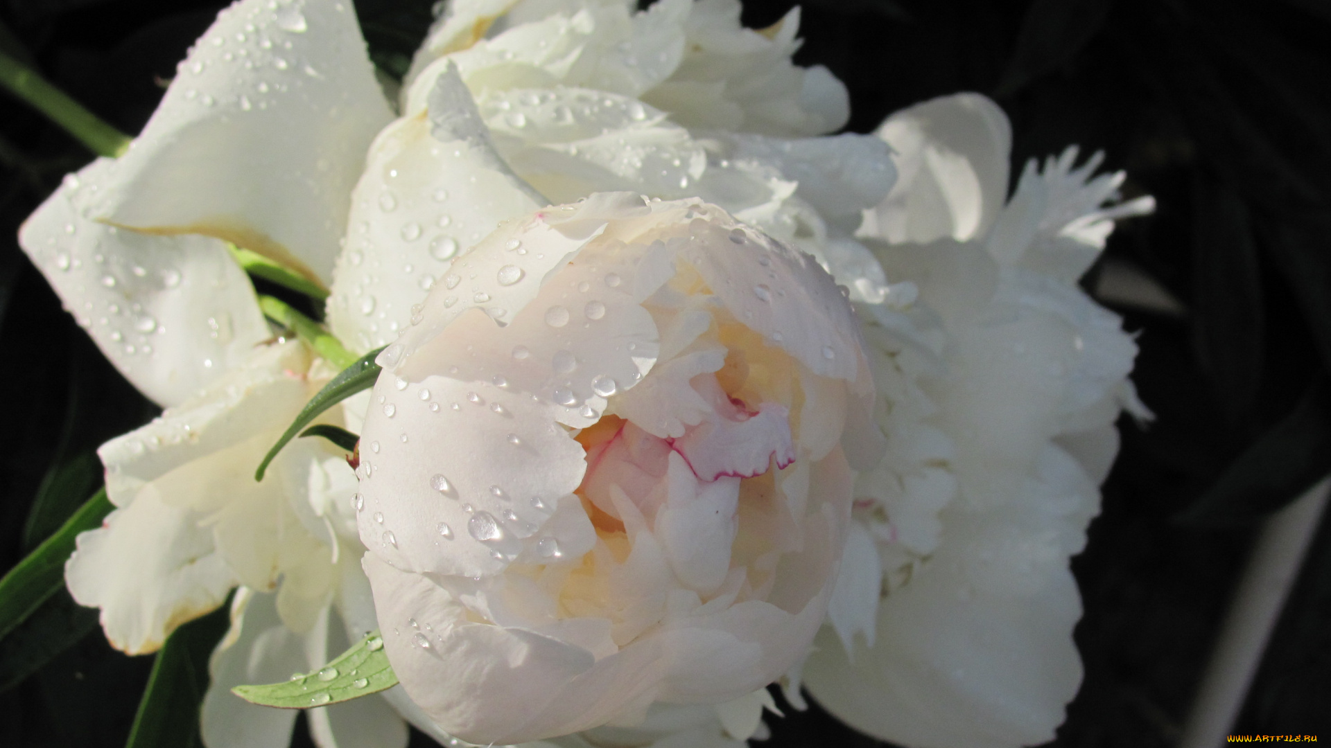 пион, цветы, пионы, белый, цветок, розовая, серединка