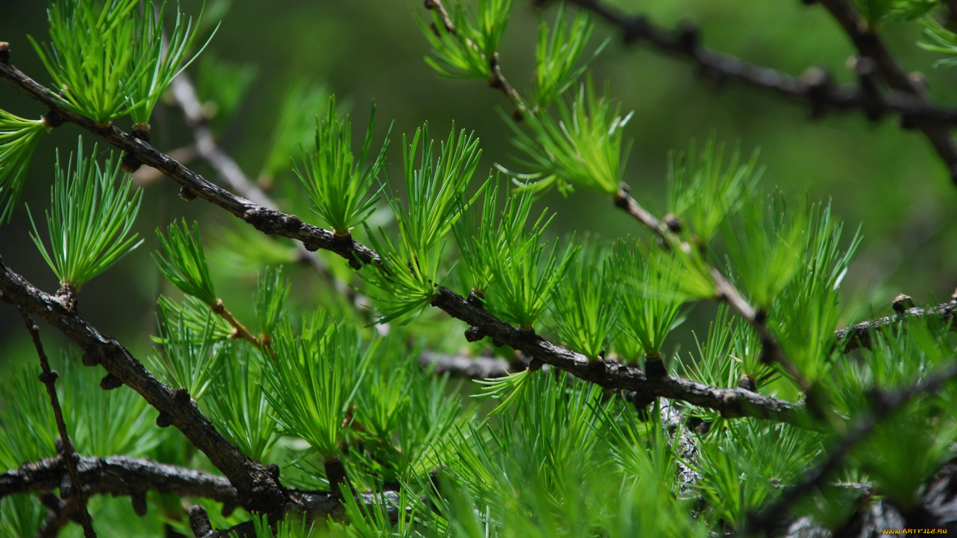 природа, листья