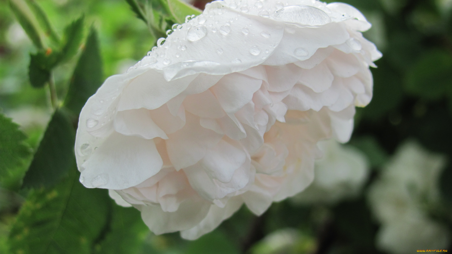 роза, цветы, розы