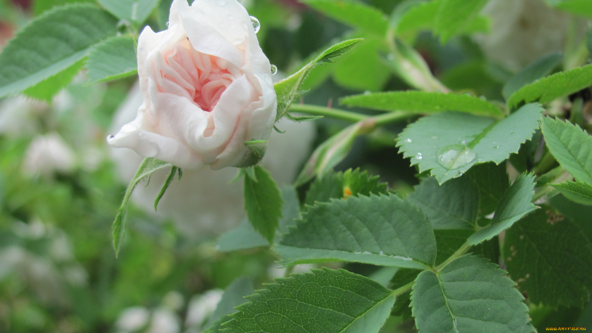 роза, цветы, розы, бутон, нежной, колыбель, для, дюймовочки