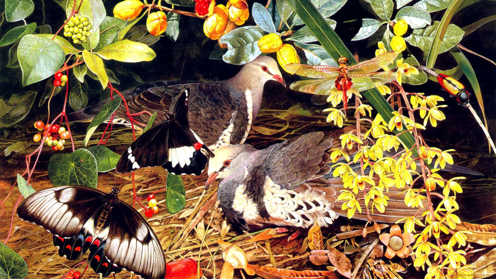 тони, оливер, рисованные, tony, oliver, птицы, бабочки, стрекоза, ягоды, яркий