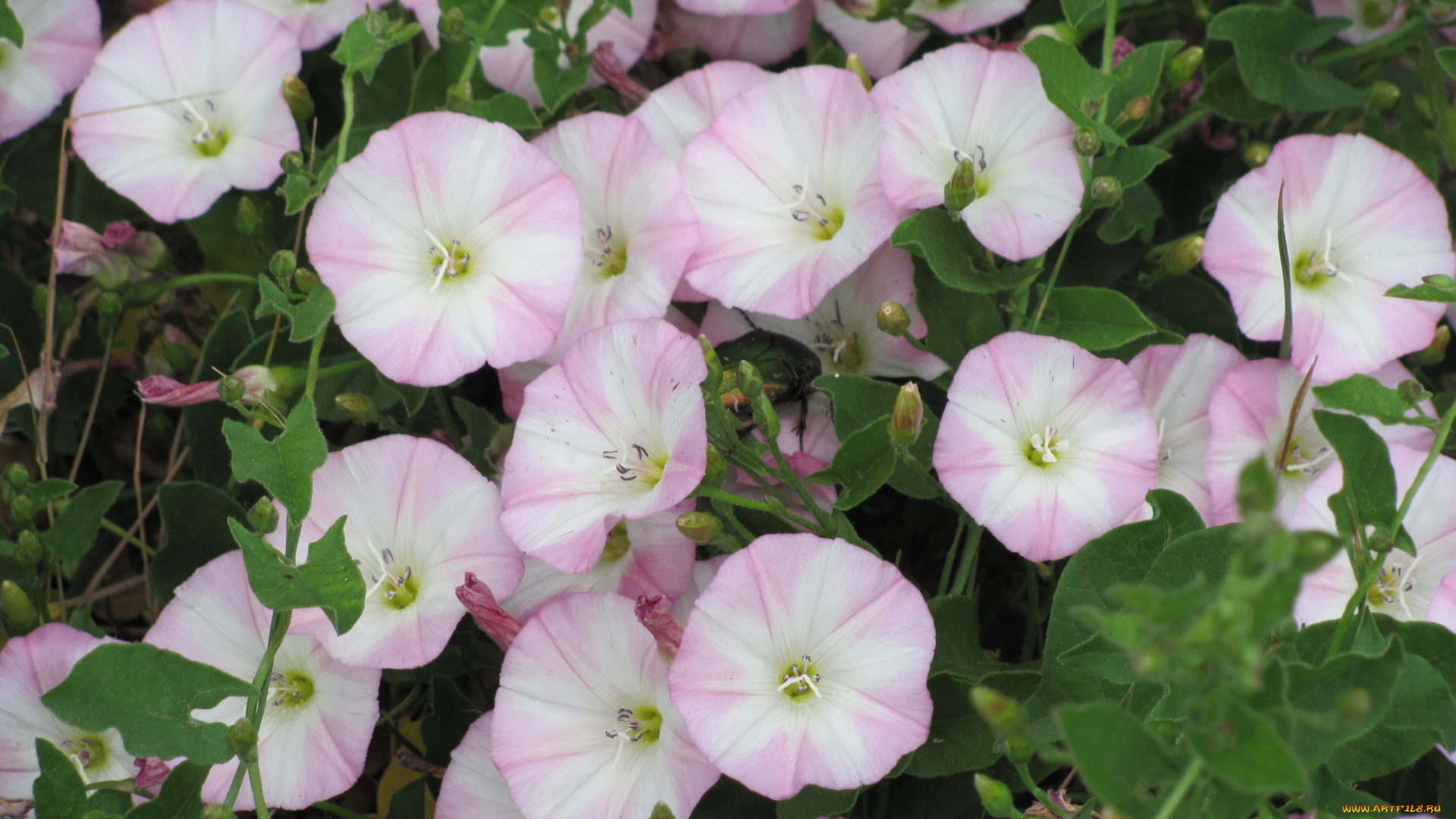 вьюнок, цветы, вьюнки, ипомеи, скромный, полевой, городской, нежный, вьющийся