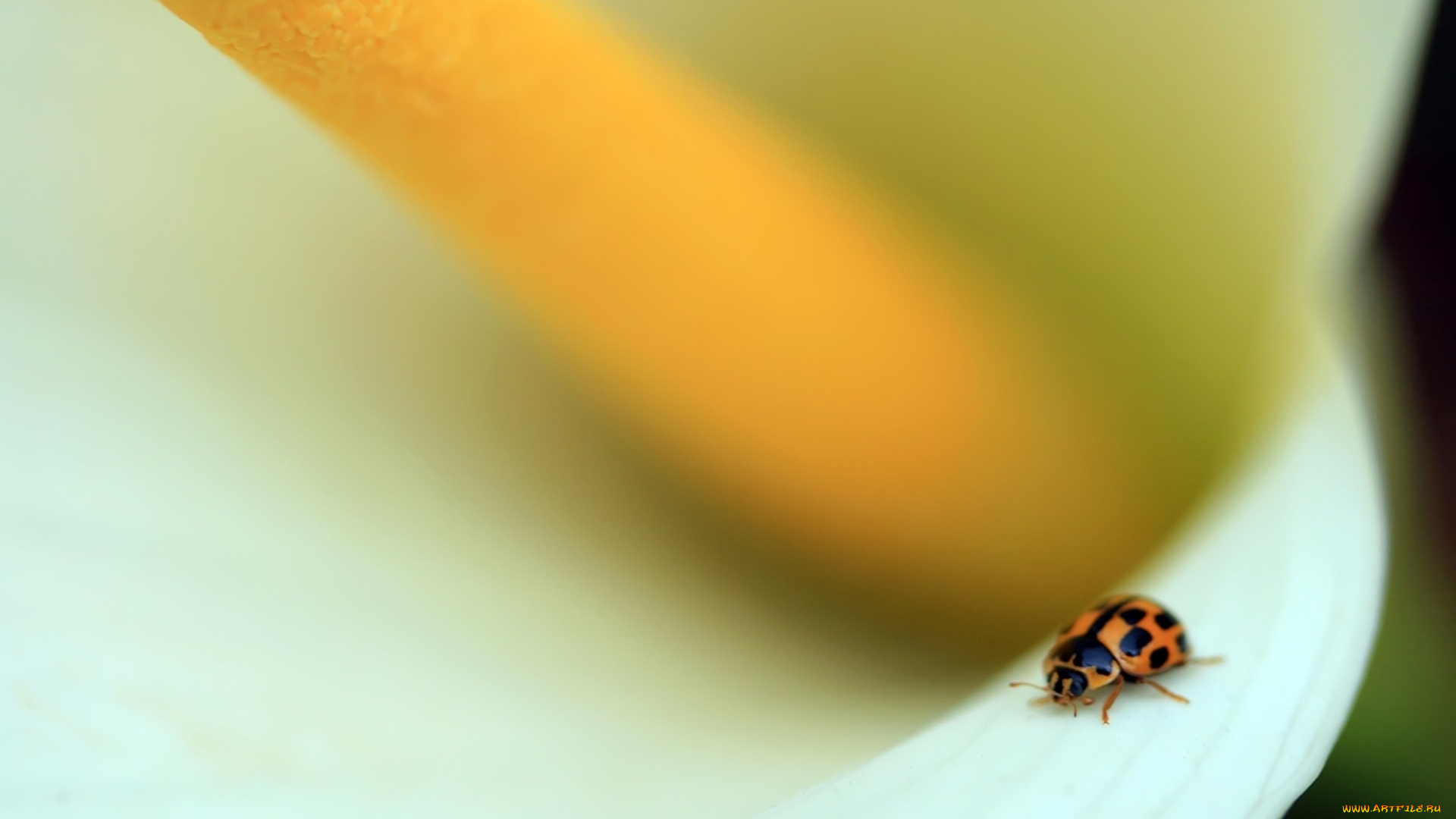 животные, божьи, коровки