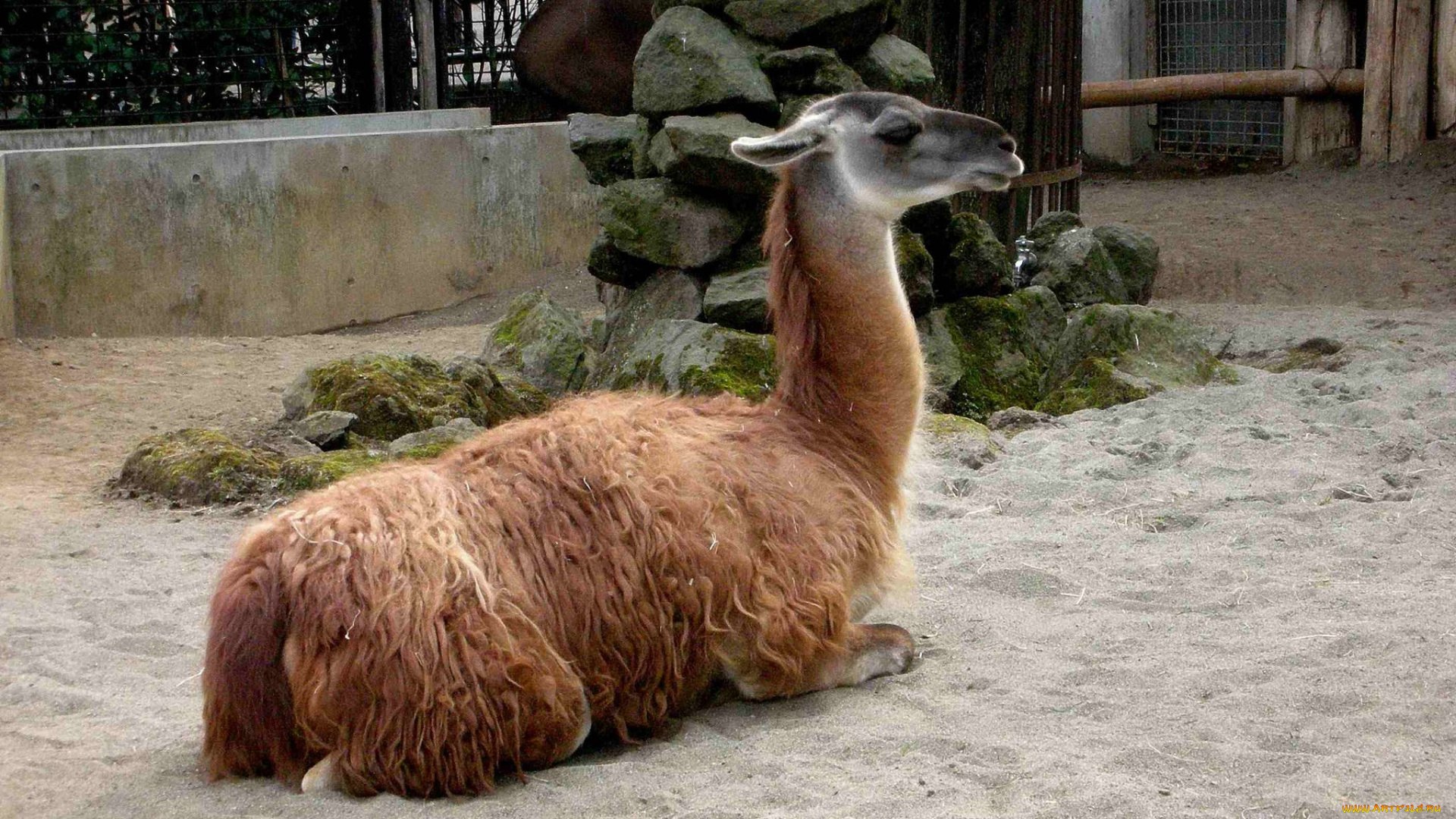 животные, ламы