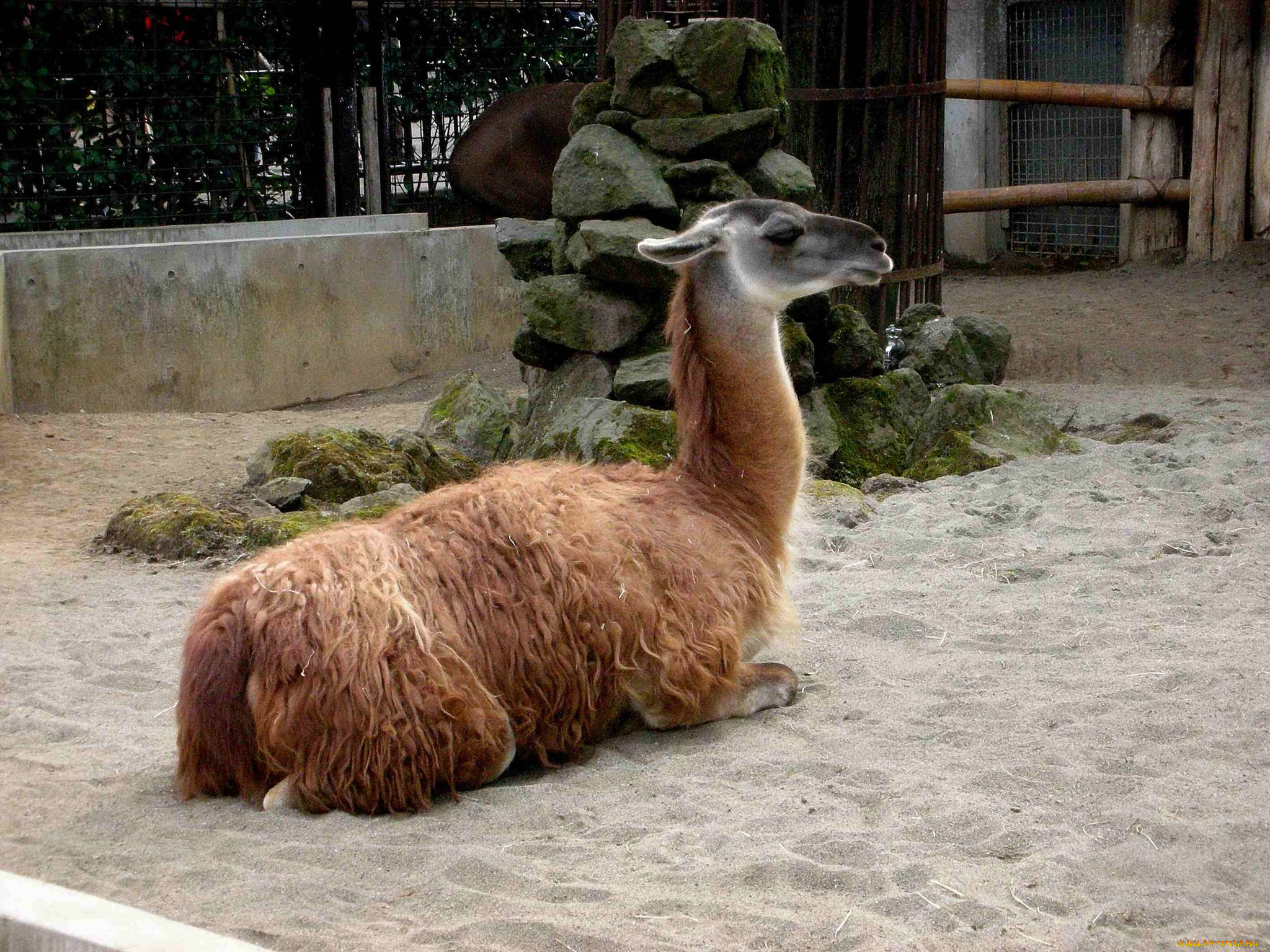 животные, ламы