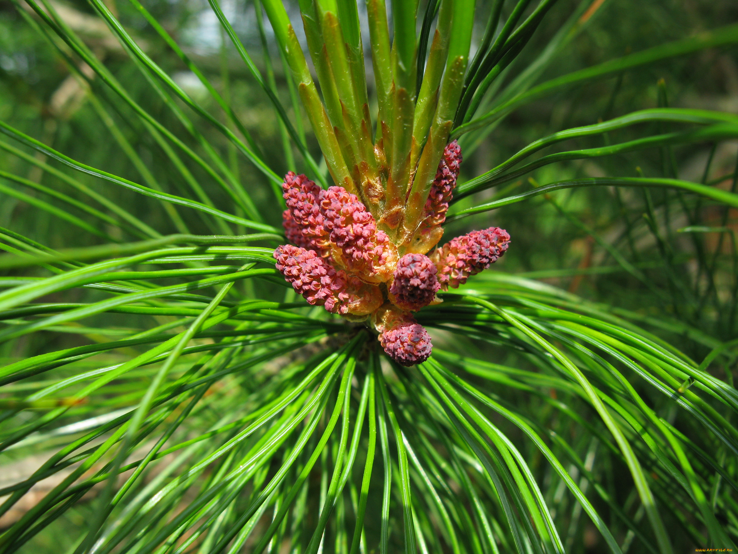 цветущий, кедр, тверская, обл, природа, макро, деревья